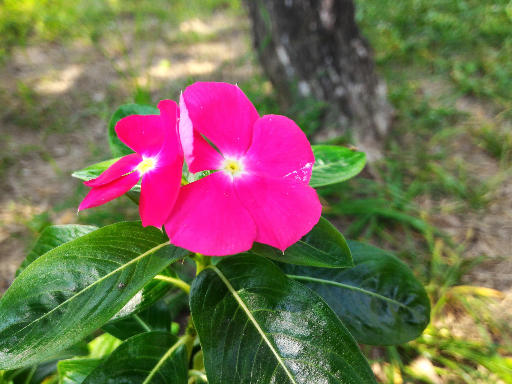 苏丹凤仙花的图片图片