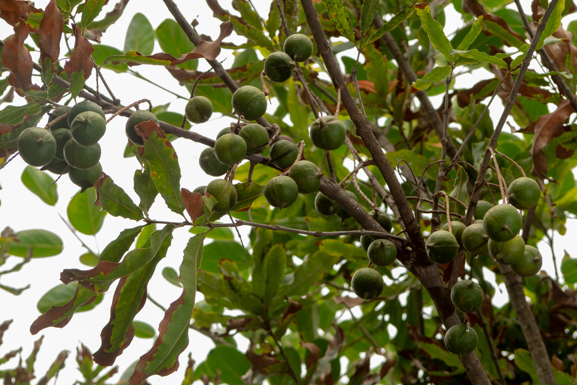 苦楝子,又称金铃子,楝枣子,是一种生长在南方湿润土壤中的落叶乔木