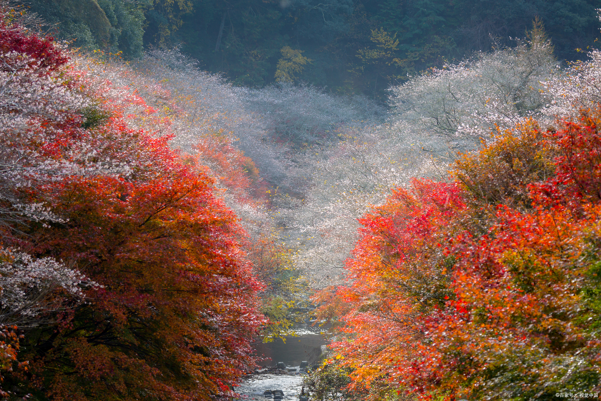 重庆巫溪兰英大峡谷,秋色层林尽染,自驾路线天花板!