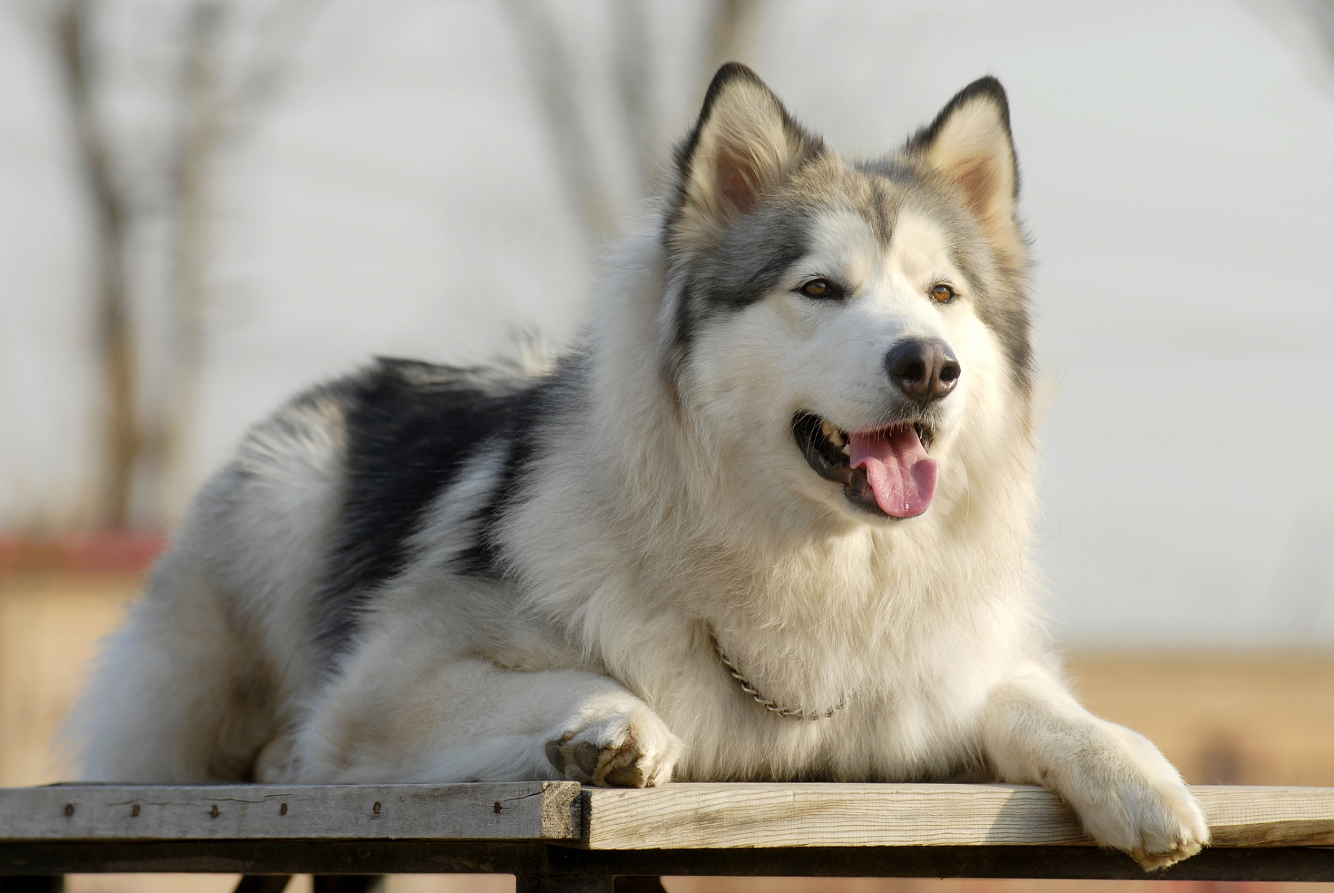 阿拉斯加犬真实图片