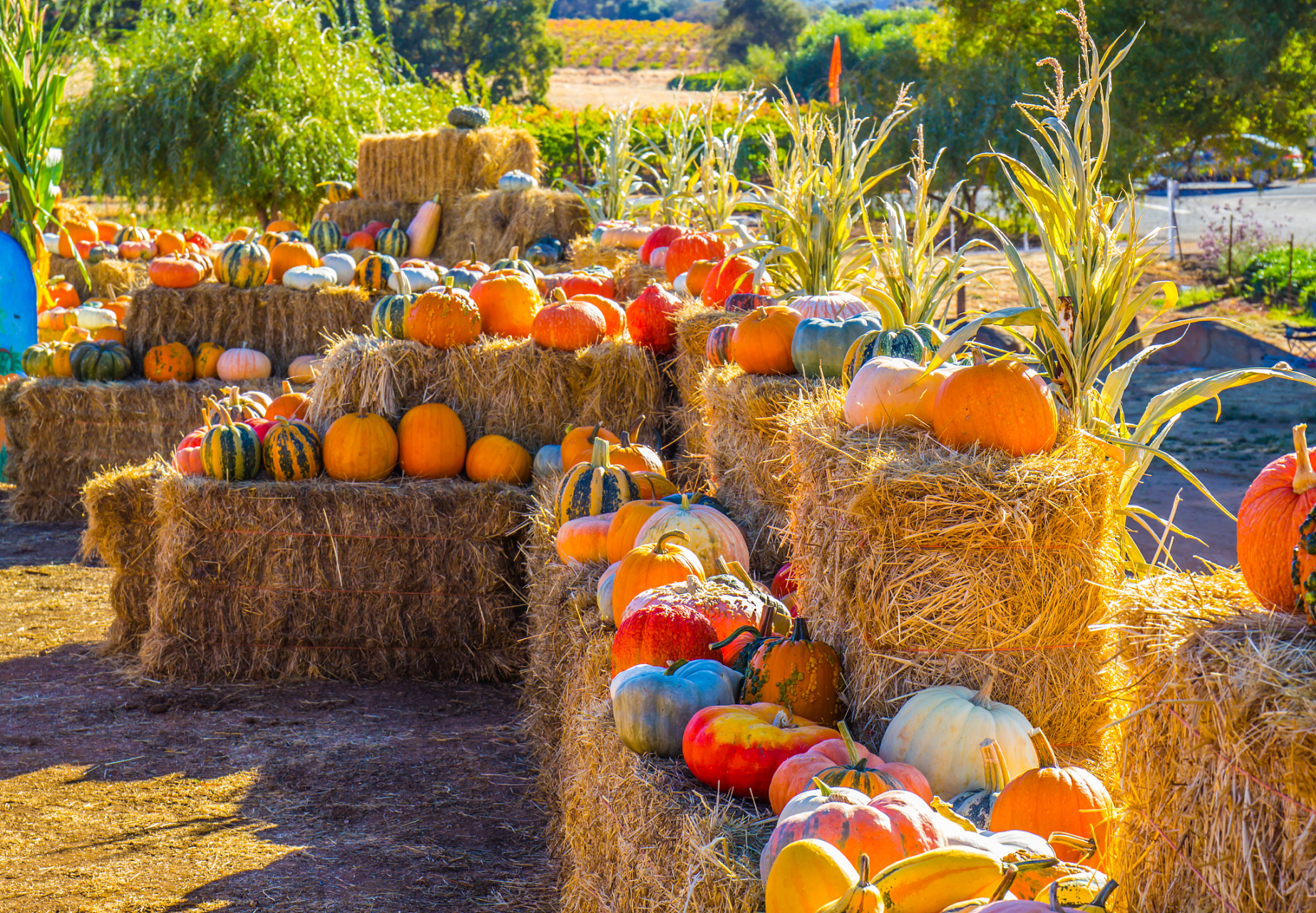 秋天的景色还有很多.