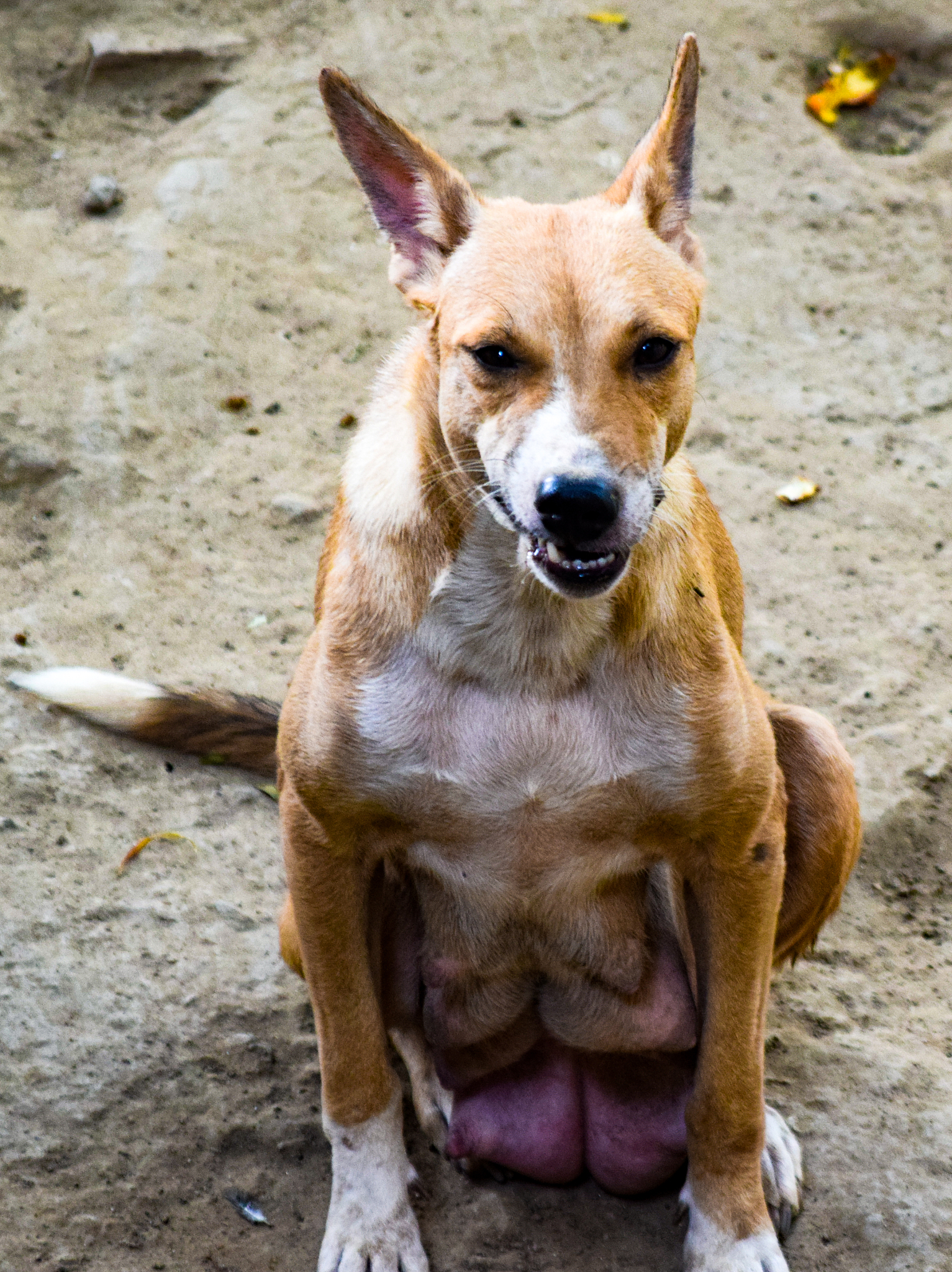 你知道腊肠狗是那个国家的吗?