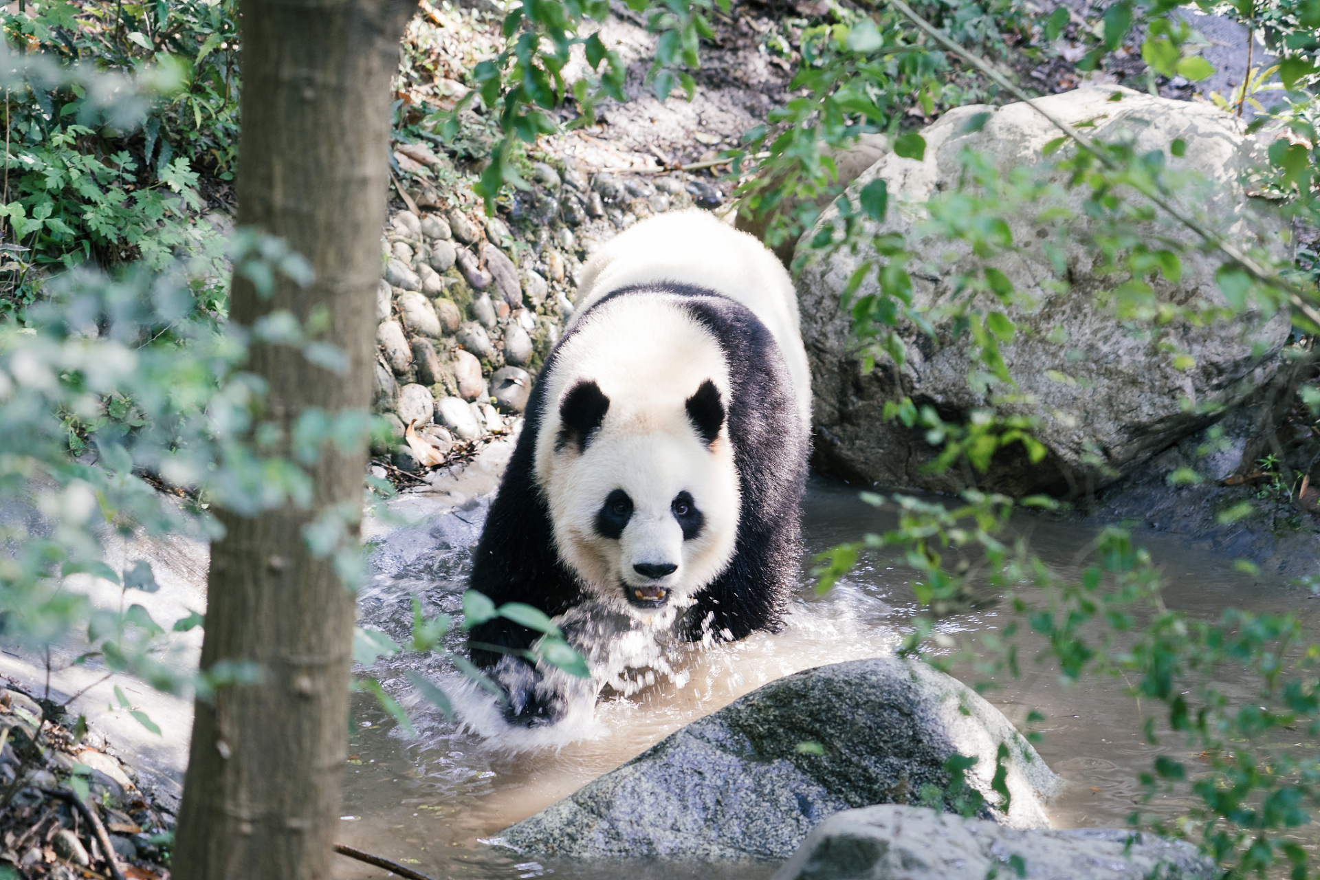 ai亚来杭州#杭州动物园迎来了两只可爱的大熊猫——春生和香果.