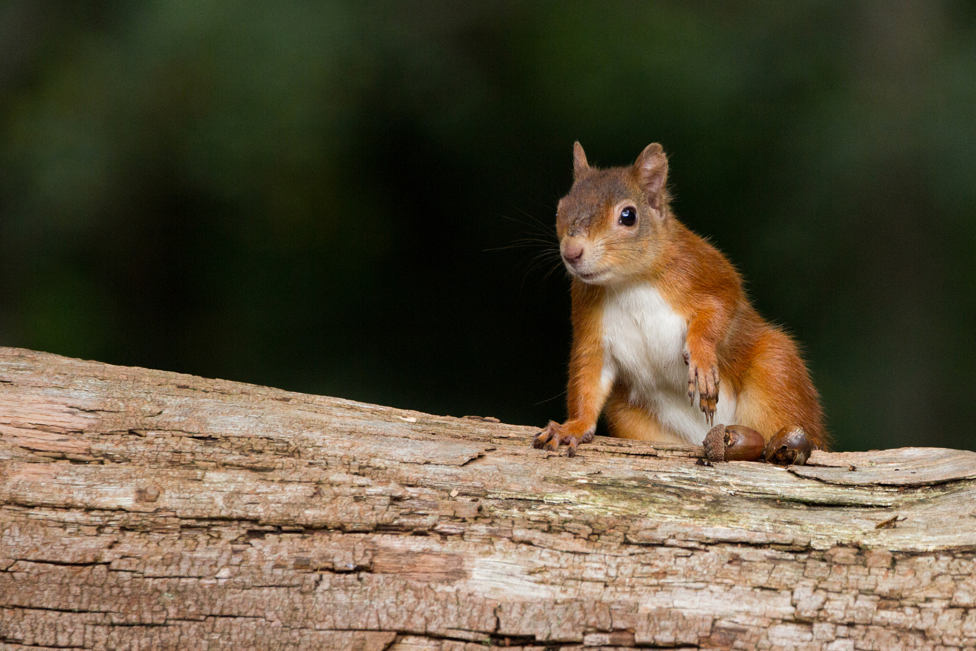 就要大胆地去获取 在北方的森林里,生活着一种小巧玲珑的动物——松鼠