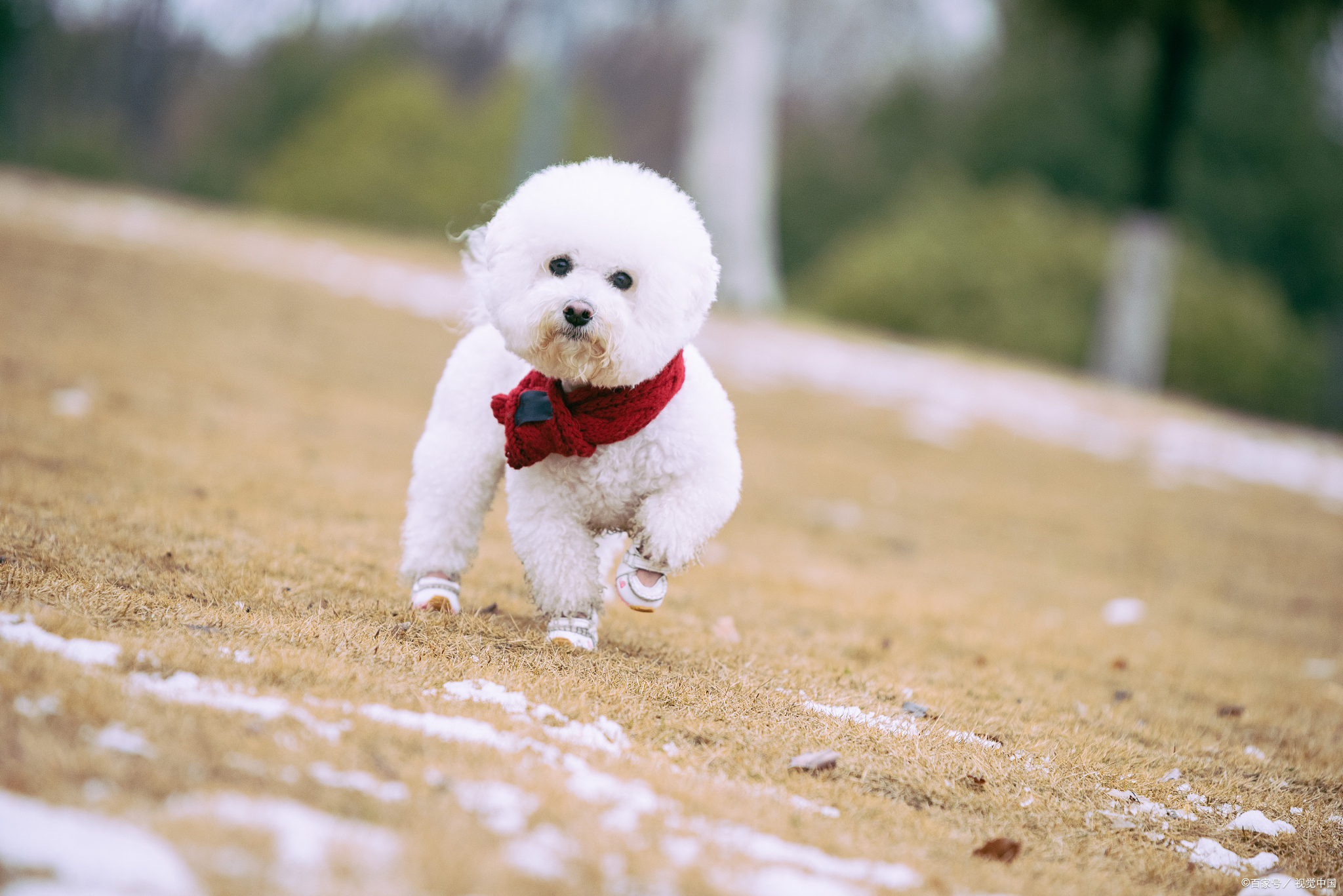 捕捉冬季美好瞬间# 犬种介绍:茶杯犬