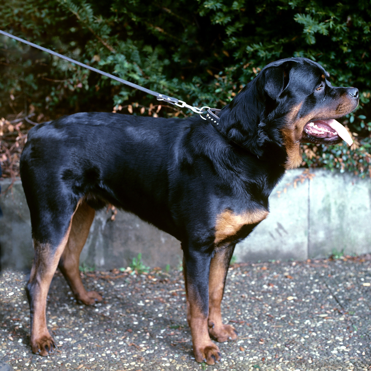 中国最大罗威纳犬舍遭网暴,董事长:德系纯种罗威纳性格稳定适合家养