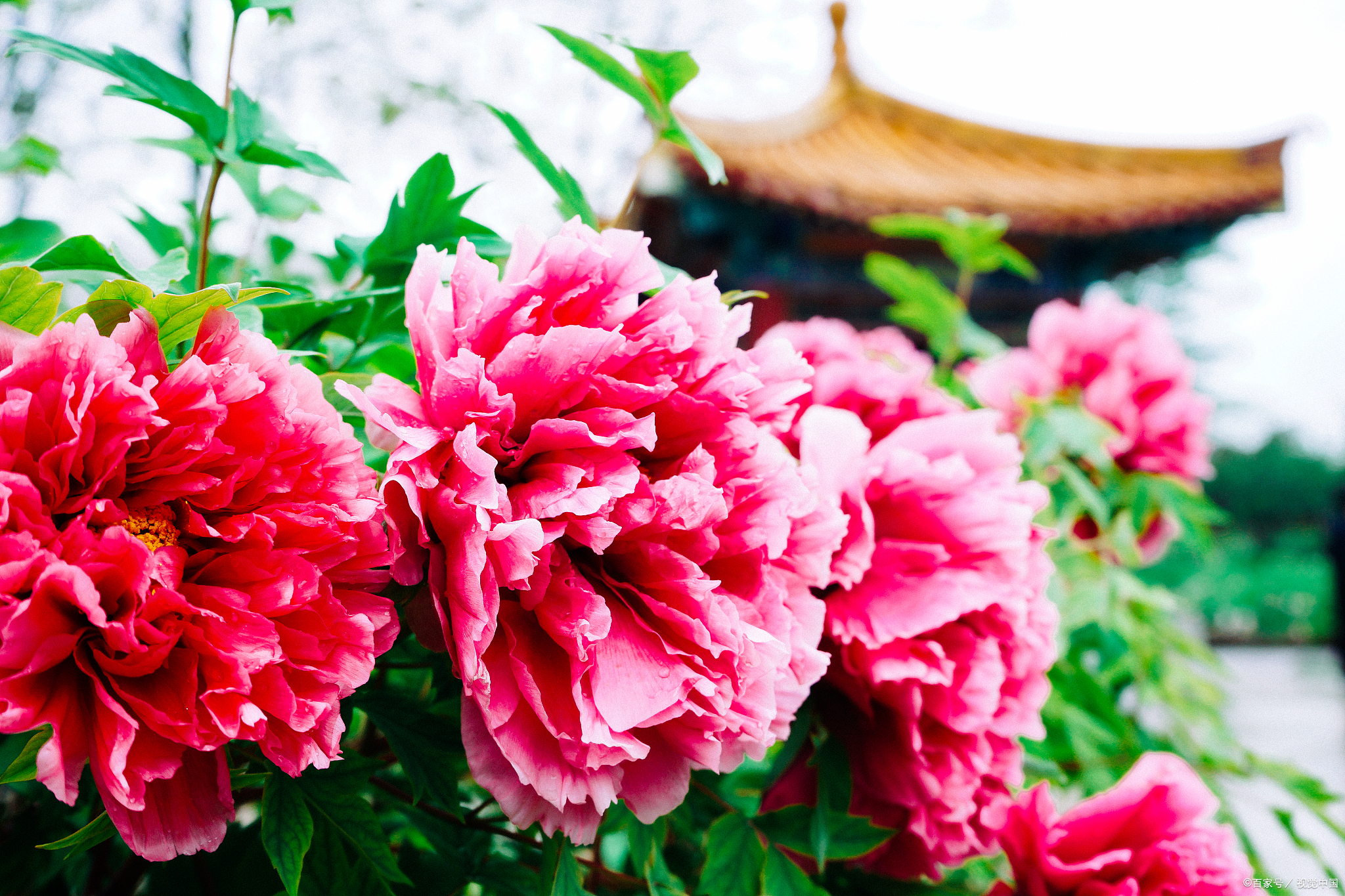 洛阳,这座千年古都,被誉为"牡丹花城",其牡丹栽培历史源远流长,品种