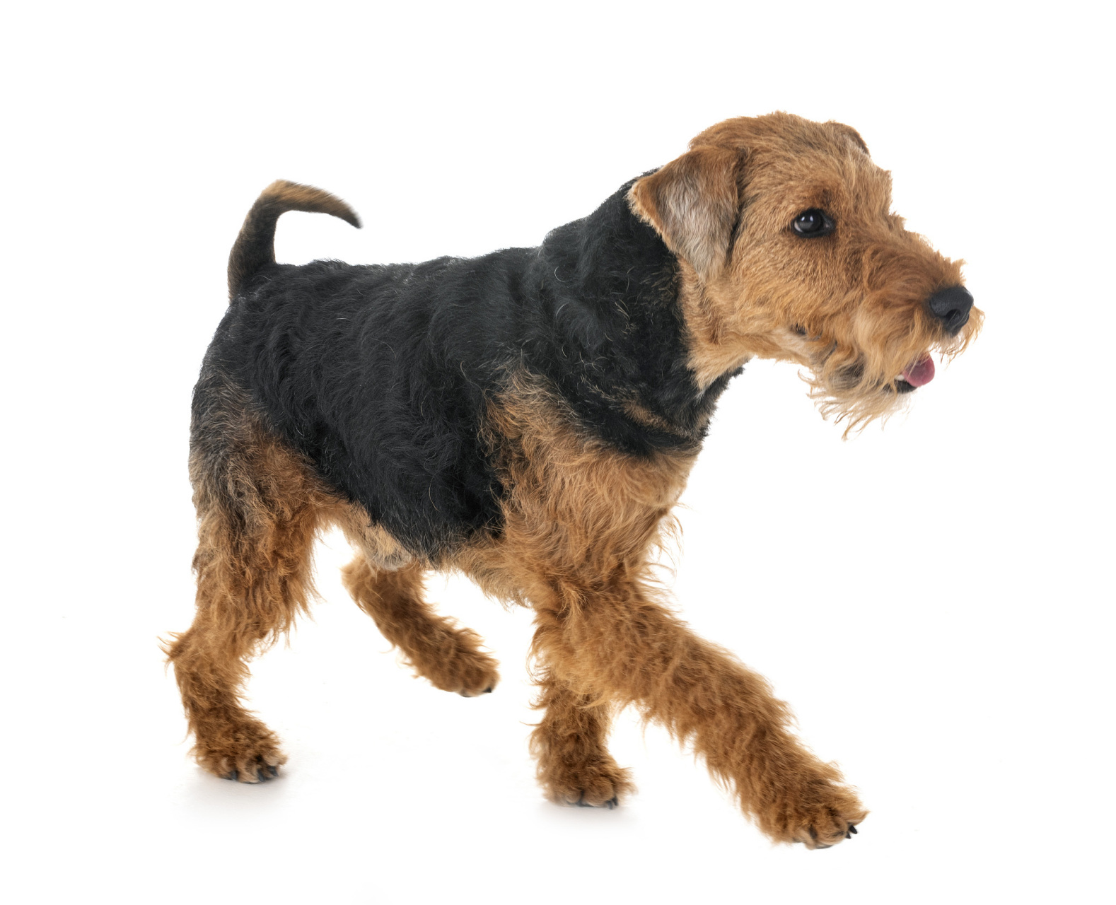 威尔士梗犬# 是一种起源于19世纪的英国犬种,其祖先是威尔士老式汉种