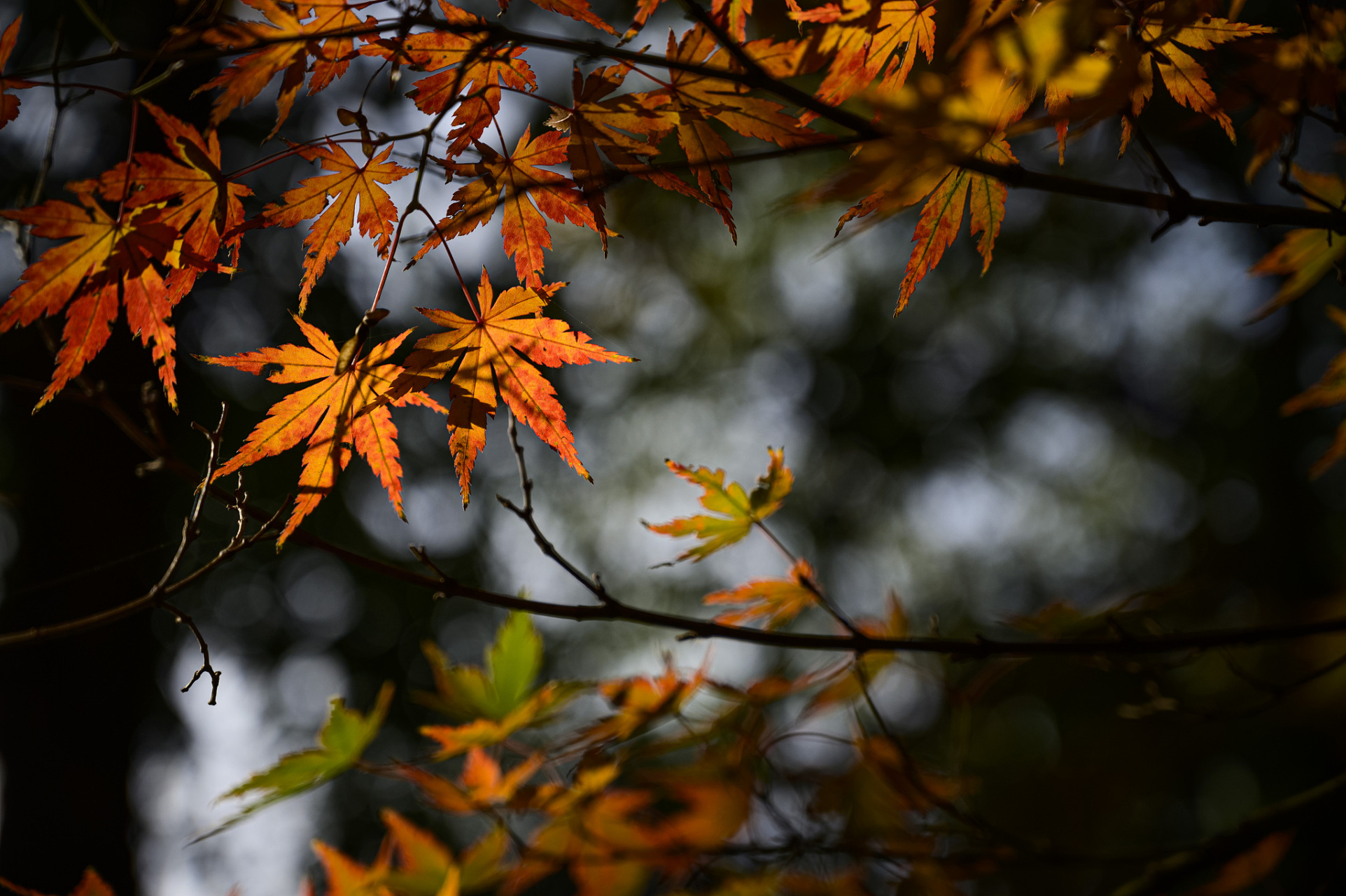 当秋风吹过,带来了清新的空气,让人感到心情舒畅.