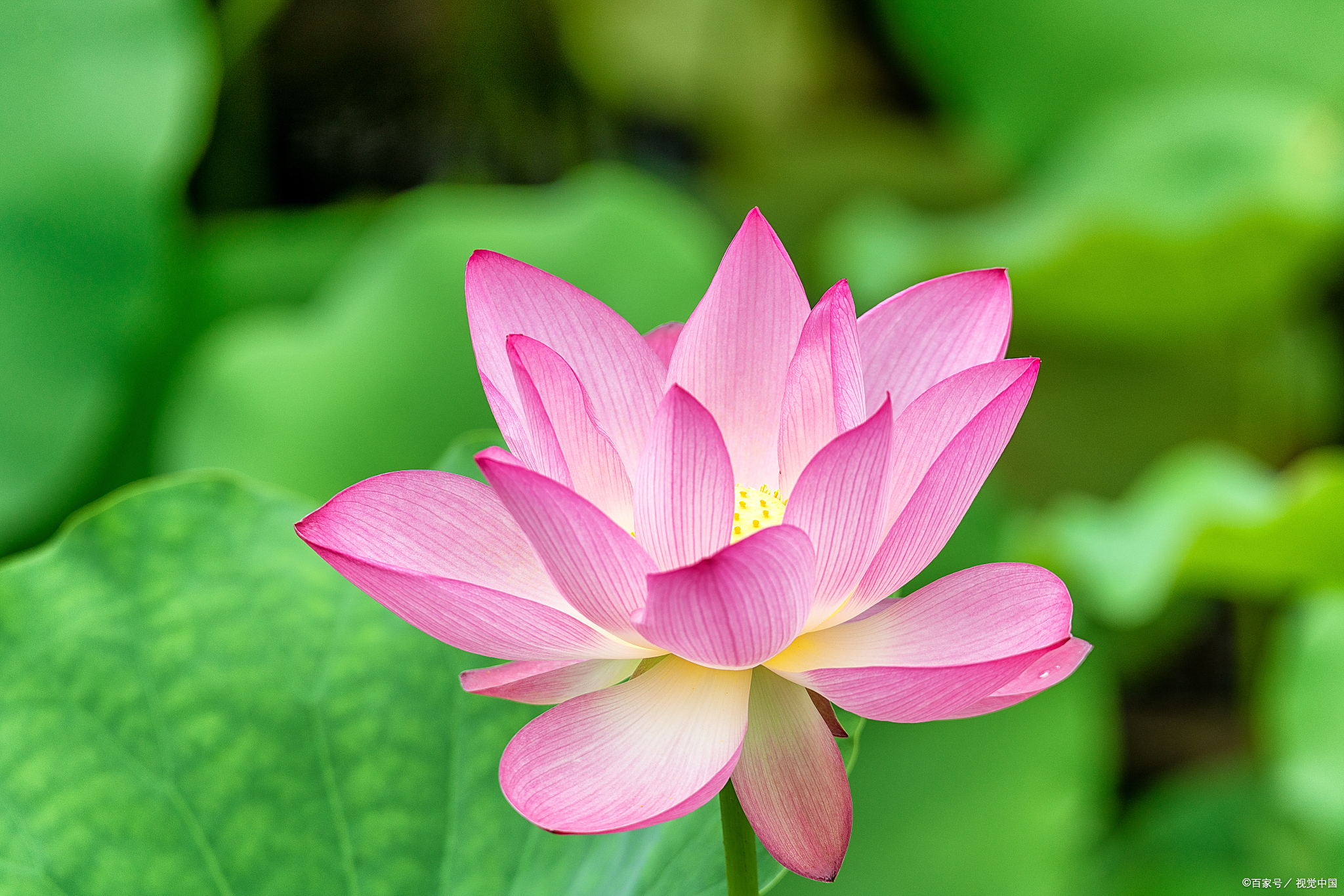 荷花开如仙女散花一般的美丽,大家一起来投"仙女散花"一票吧!