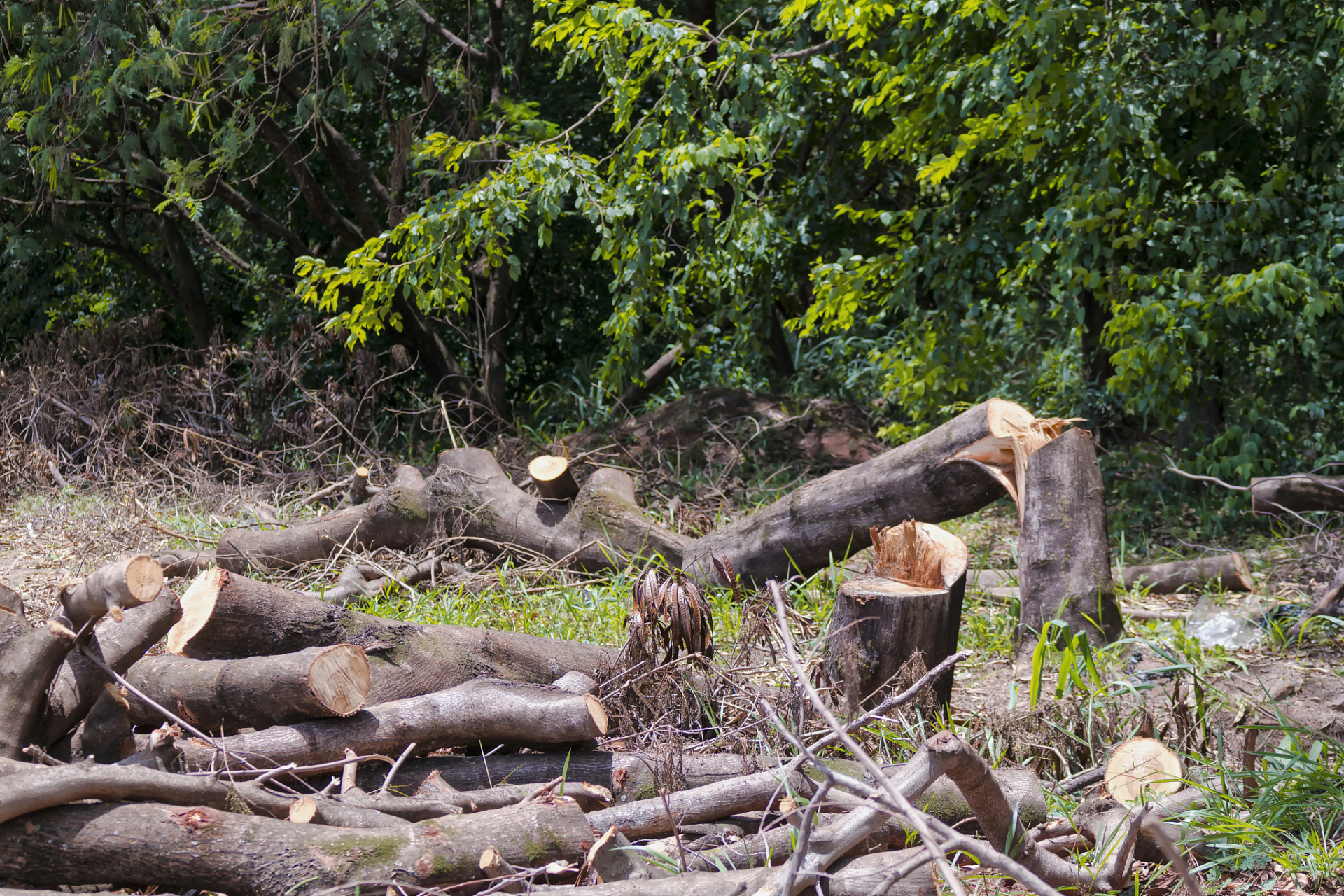 一位四川村民因滥伐自家林木被刑拘.