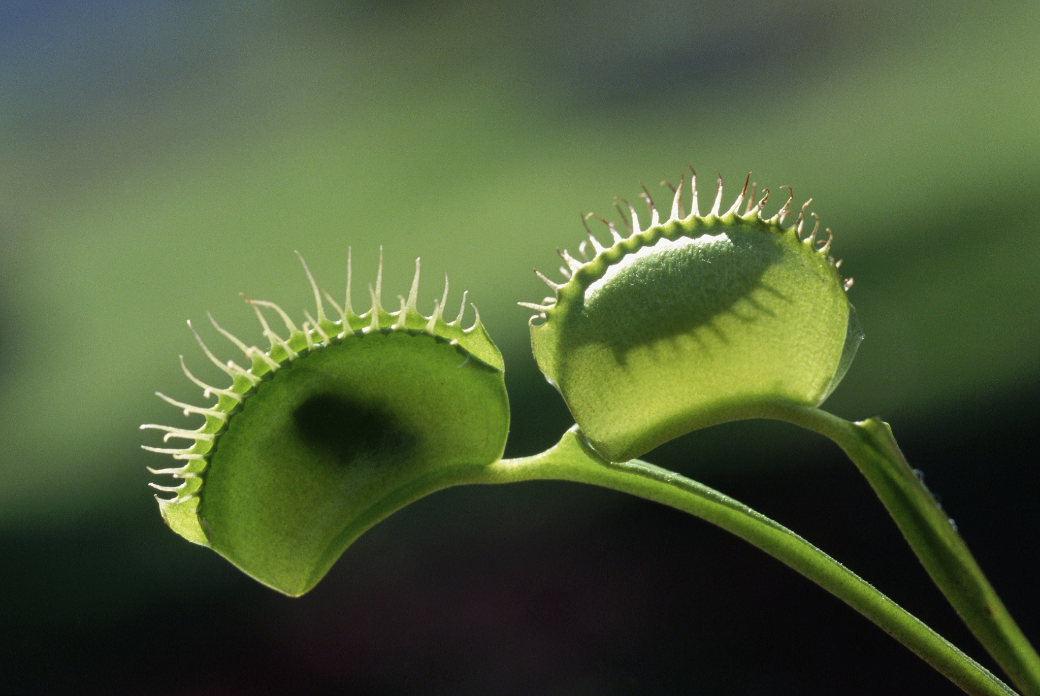 植物是否会因为被抚摸而感到快乐是一个有趣的问题