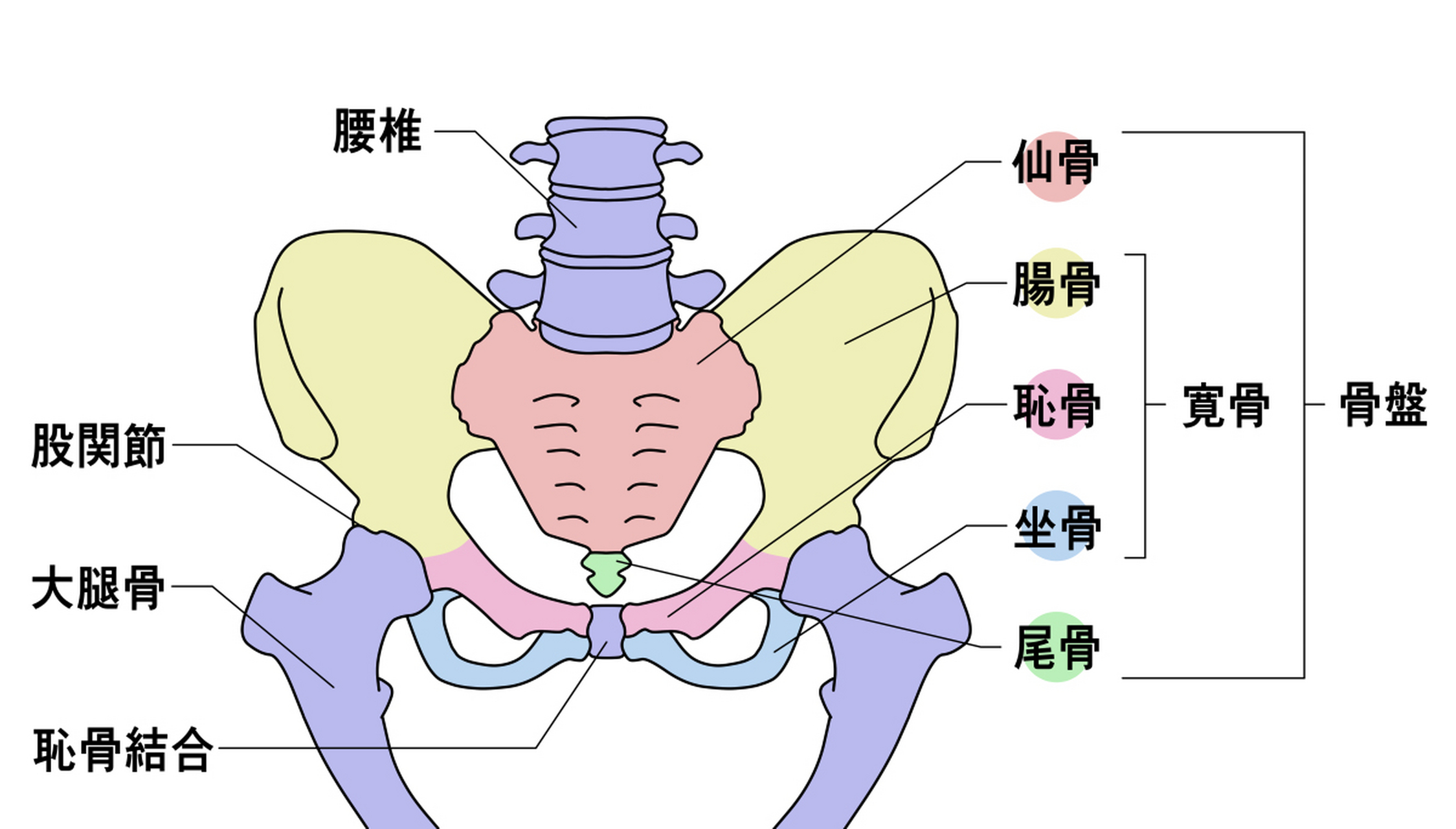 骨盆位置图解图片
