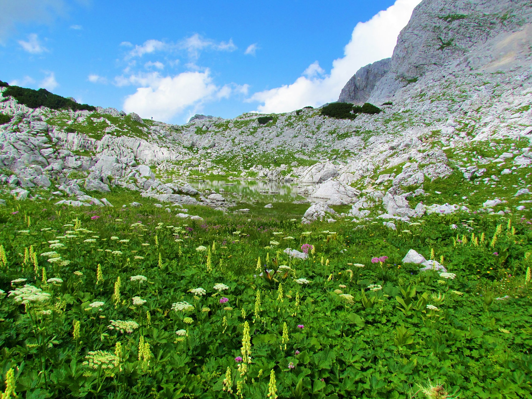 奇遇那拉提#新疆那拉提雪莲谷景点是一处美丽而神秘的景点.