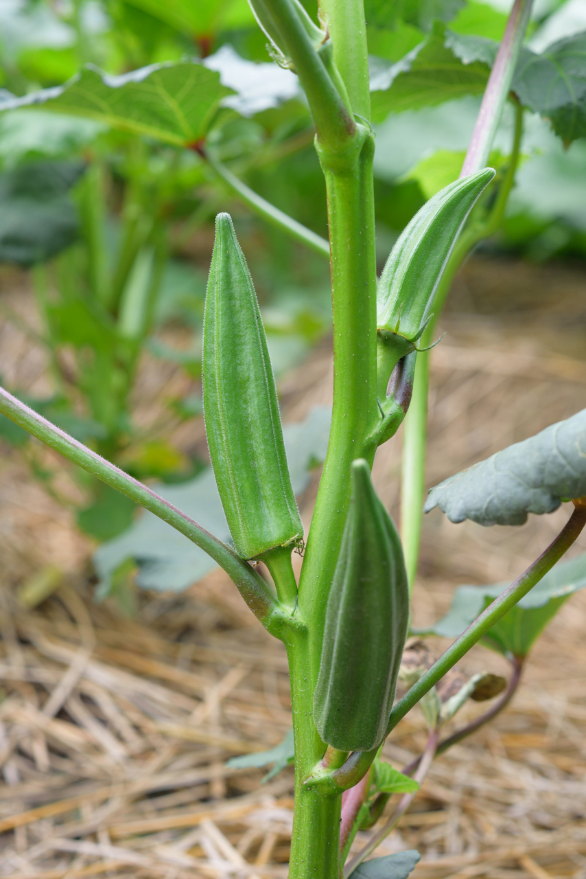 秋葵的种植指南包括选择适宜的时机与地点,准备土壤与种子播种,生长与