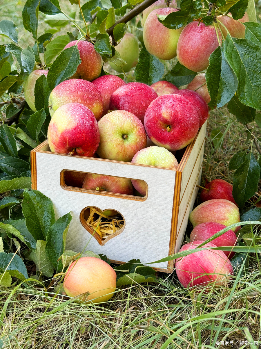 健康种草大赛# 宝子们,看这红扑扑的大苹果,堪称水果界的 "全能选 ""