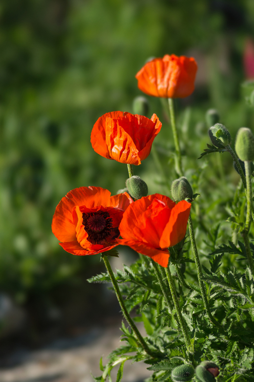 罂粟花和虞美人花是不同植物,罂粟花有毒且不能养,虞美人花可观赏和