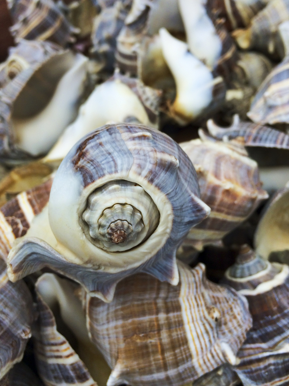 🤤这小小的螺蛳,不仅名字好听,更是味道超群,让人一吃难忘.