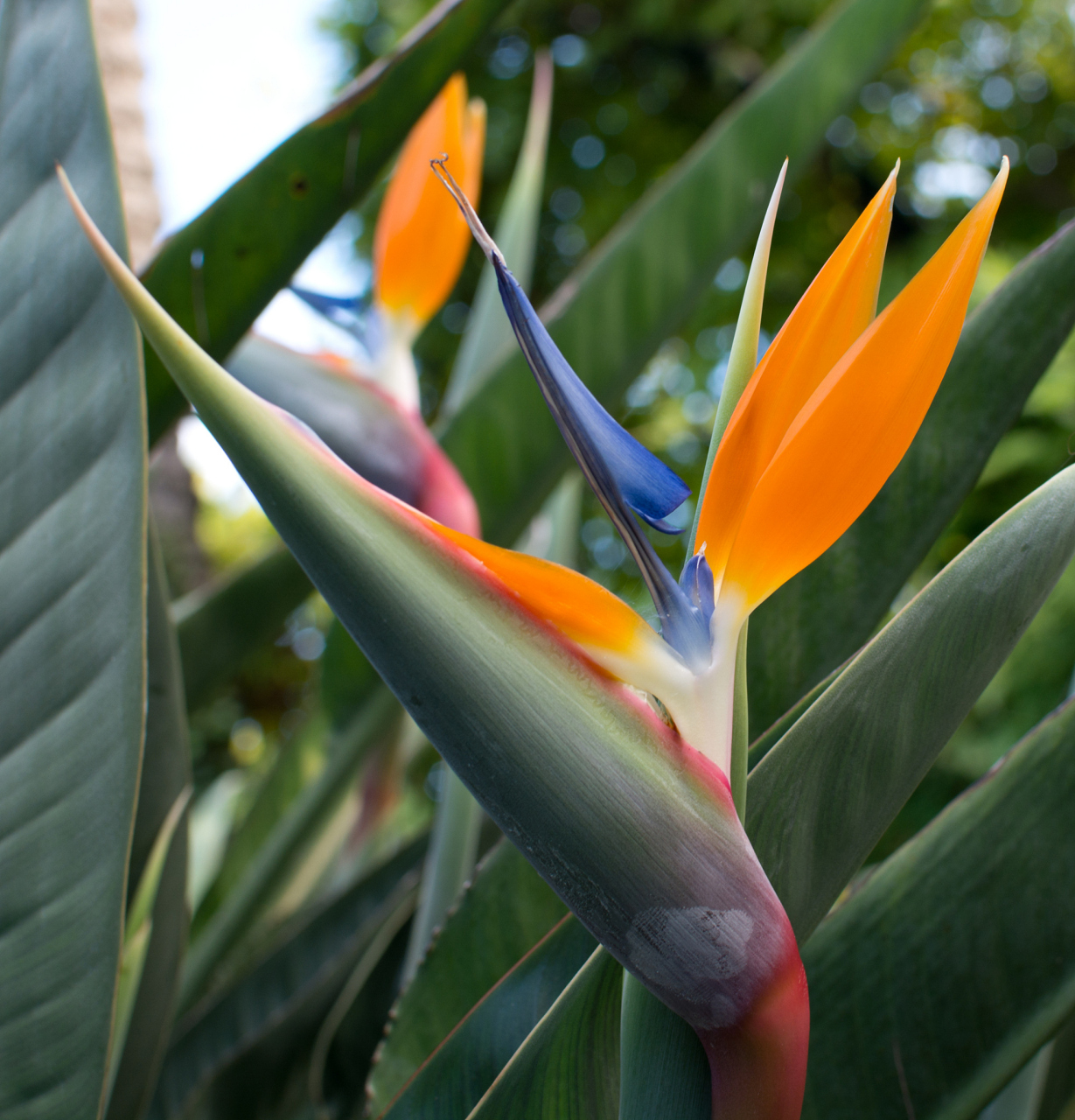 天堂鸟的繁殖方法包括种子繁殖,分株繁殖和剪枝繁殖.