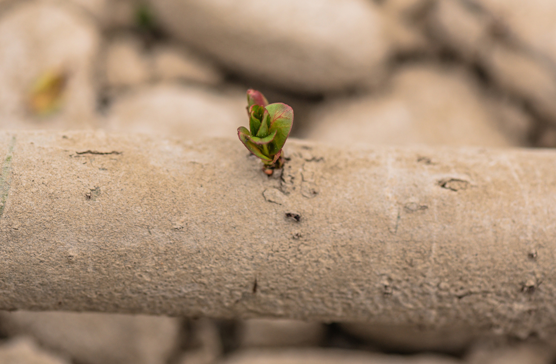 我散步时看到道路旁的小草嫩芽在雨中顽强生长,感受到生命的顽强和