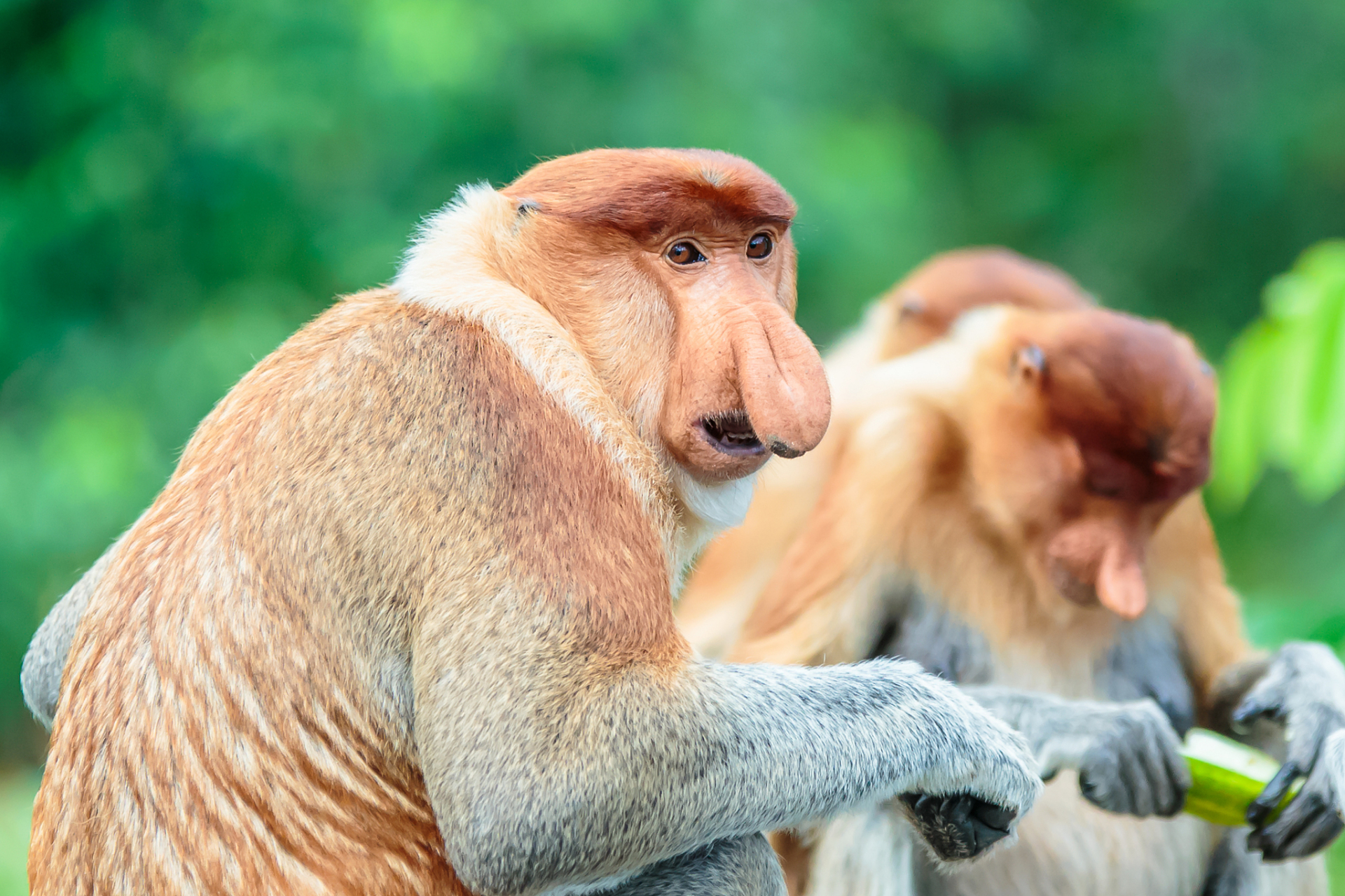 【模样滑稽的长鼻猴】长鼻猴分布在东南亚婆罗洲,成年雄性拥有巨大的