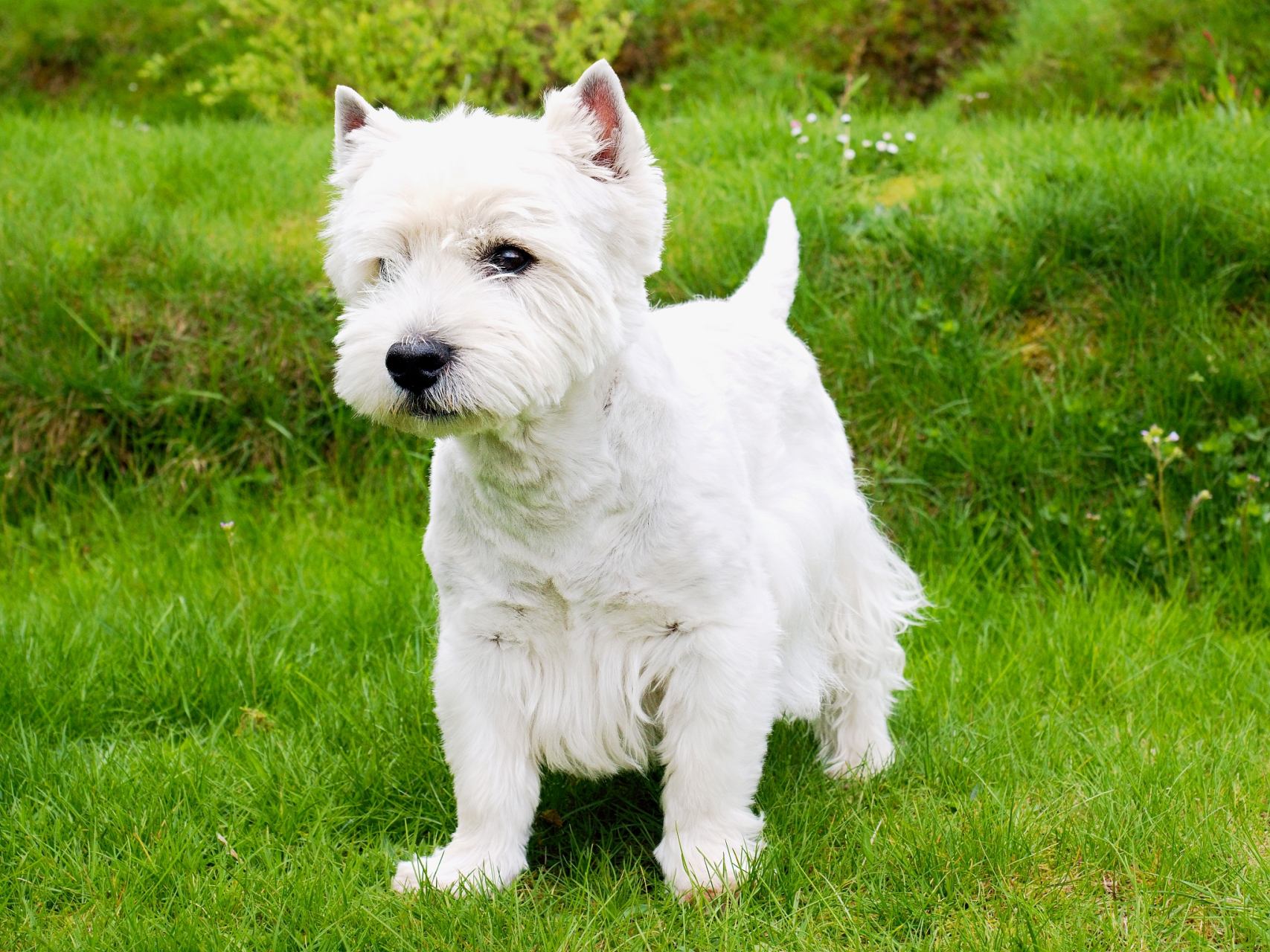 西高地白梗(west highland white terrier),简称"西高",是一种小型犬