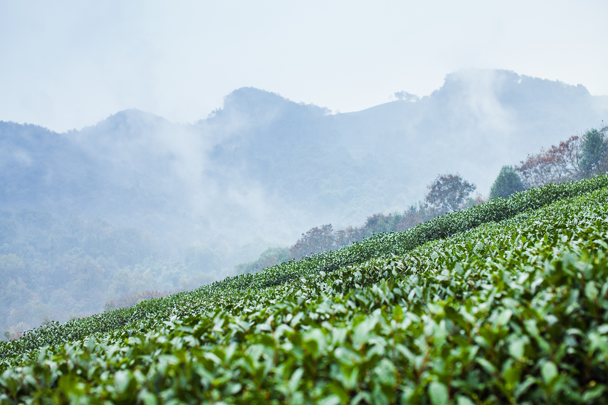 它产自潮州凤凰山1000米以上的核心产区,昼夜温差大