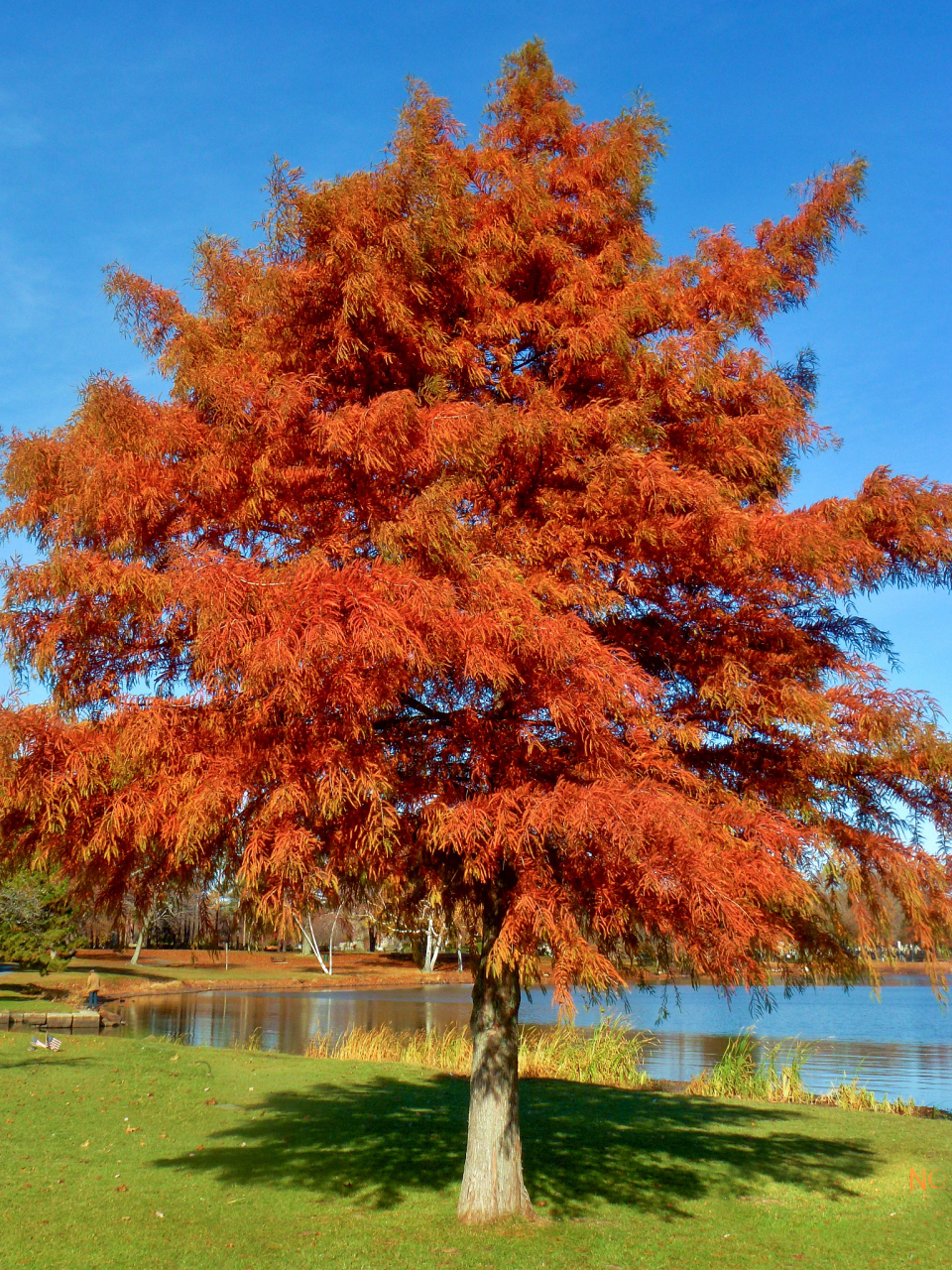 千山红树万山云,把洒相看日又哽.