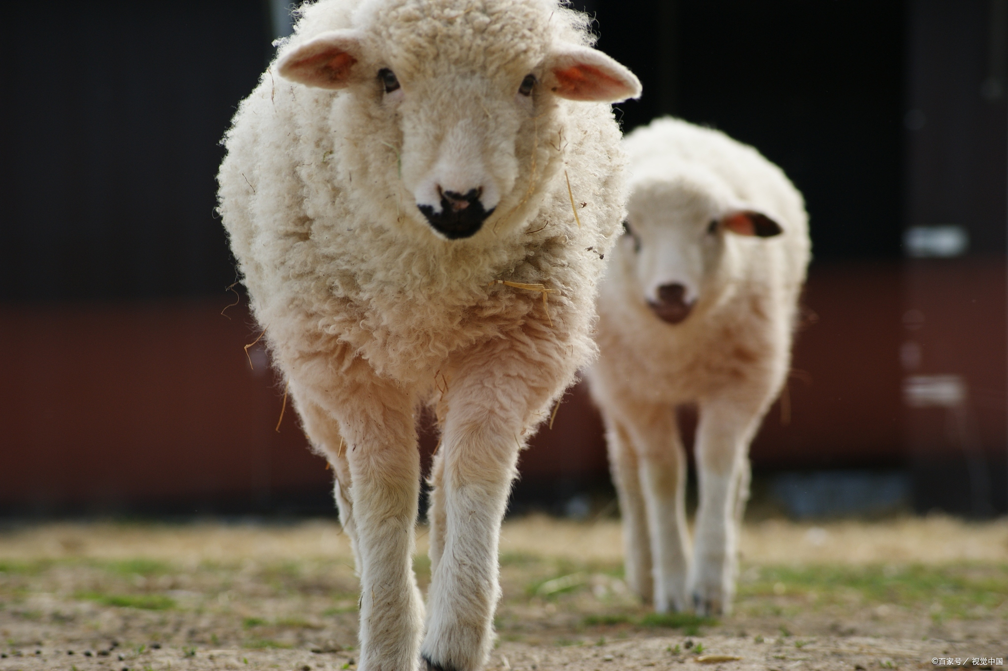 羊特别瘦是什么原因?吃什么能长胖