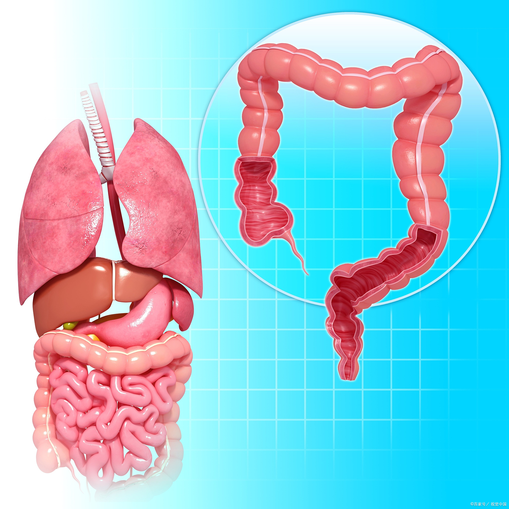 正常肠道图片大全图片