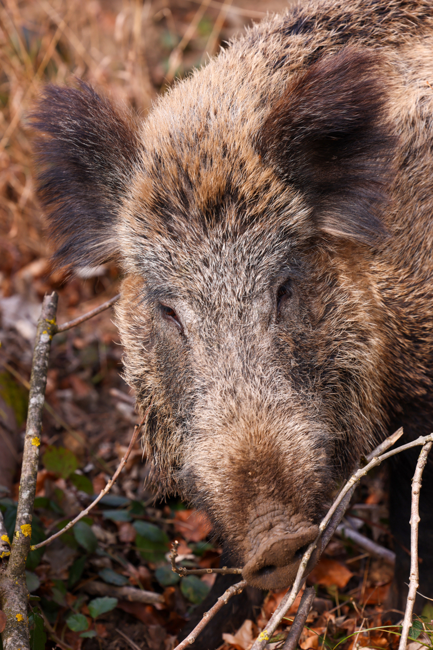 近日,湖北发生了一起野猪咬死村民的事件,让人感到十分震惊和悲痛.