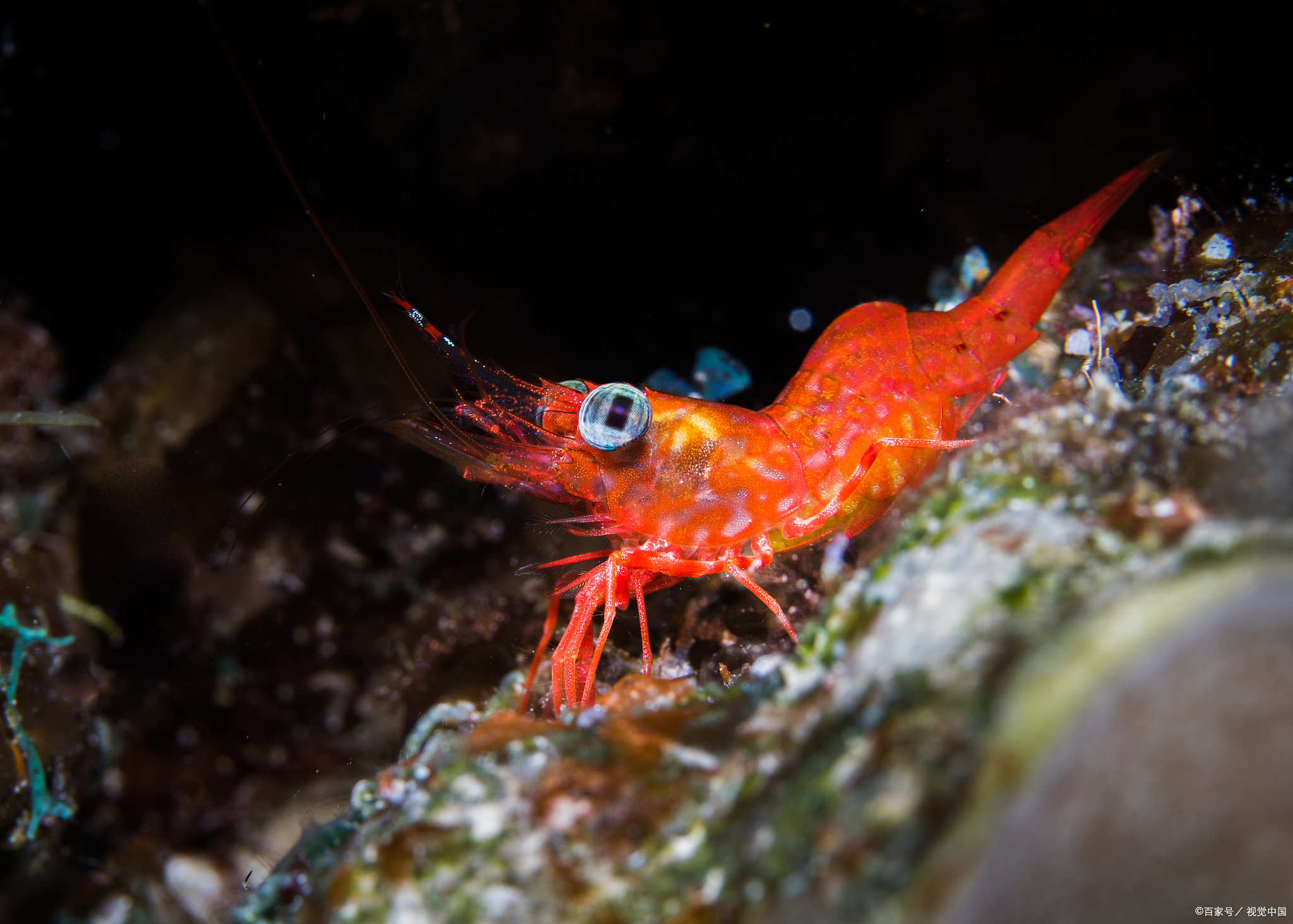 宠物虾为何跳出缸外