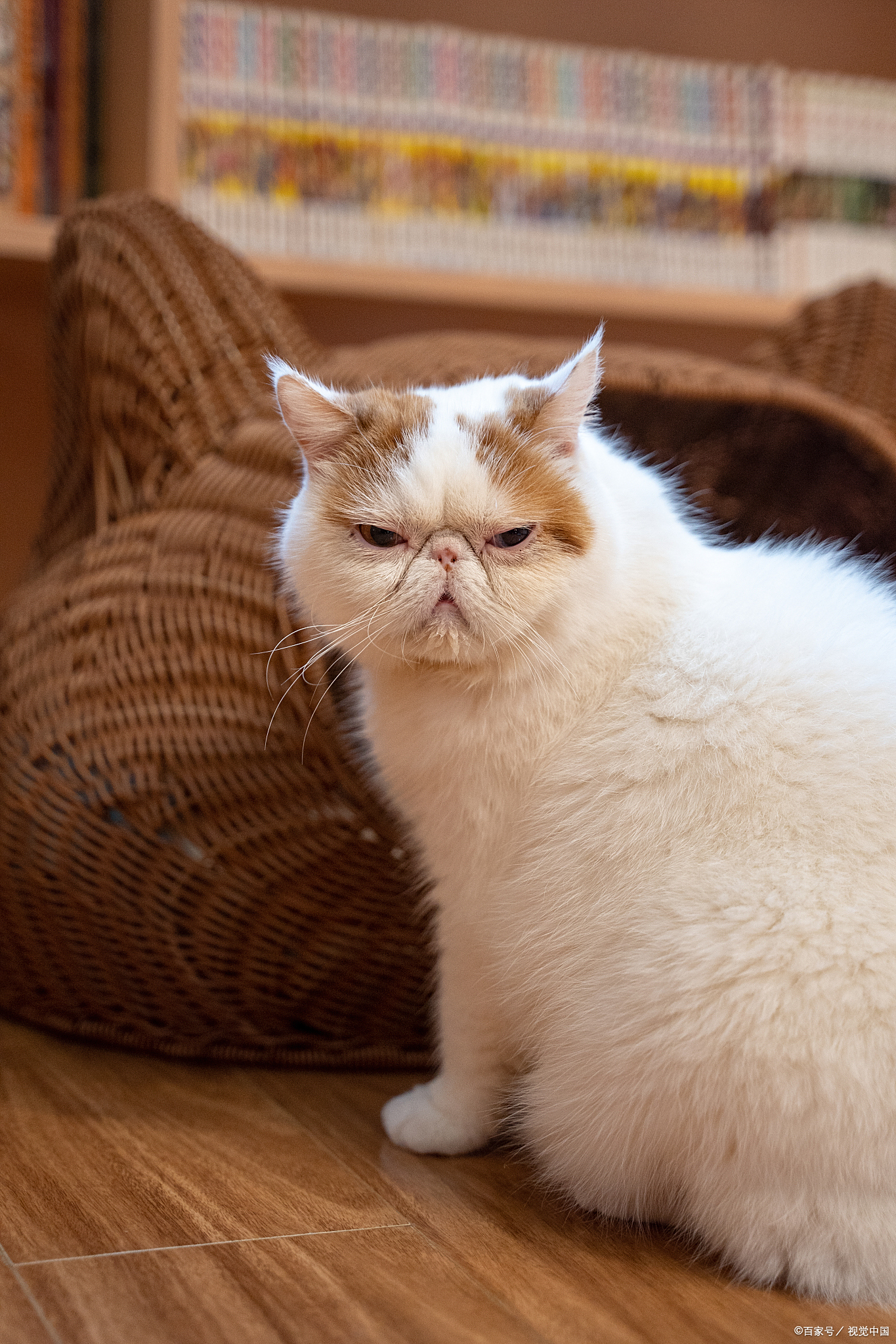 加菲猫的毛色繁多,每一种都有其独特的魅力.