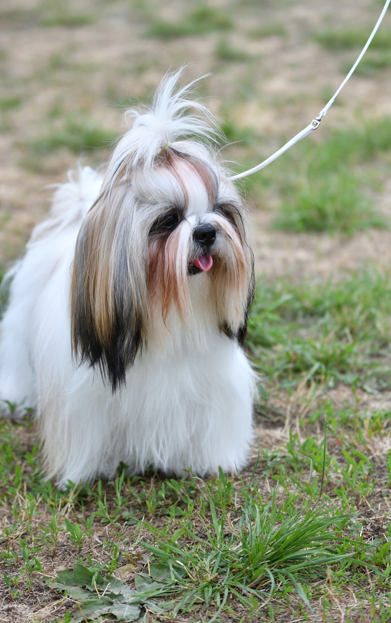 约克夏老年犬的常见病图片