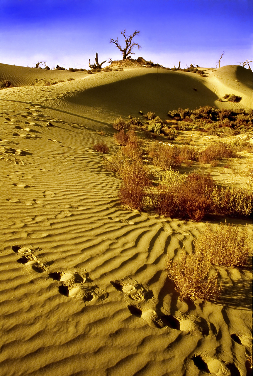 这一站就出发# 塔克拉玛干沙漠位于新疆南疆的塔里木盆地中心,是止