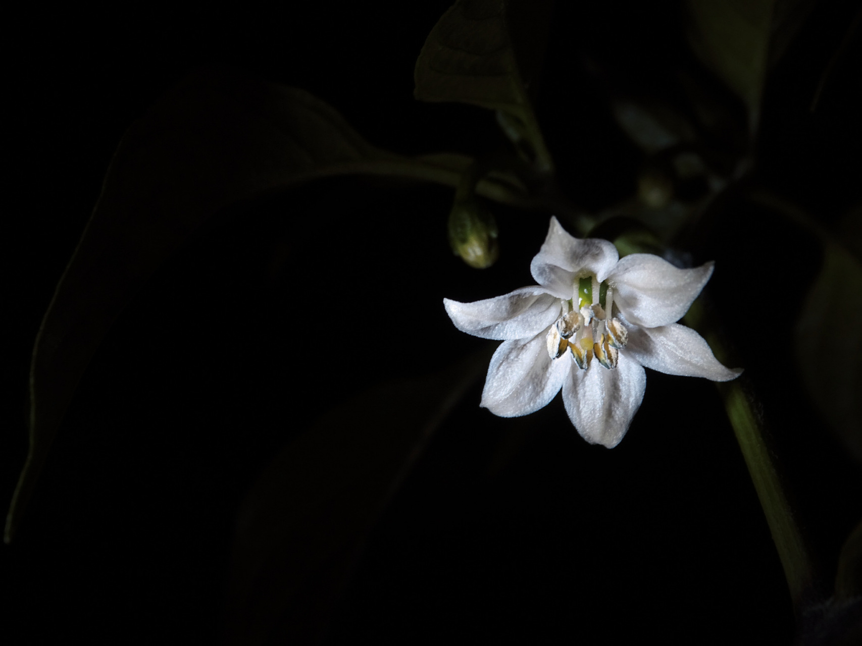 小众却惊艳的情感文案: 在暗处执着生长,终有一日馥郁传香.