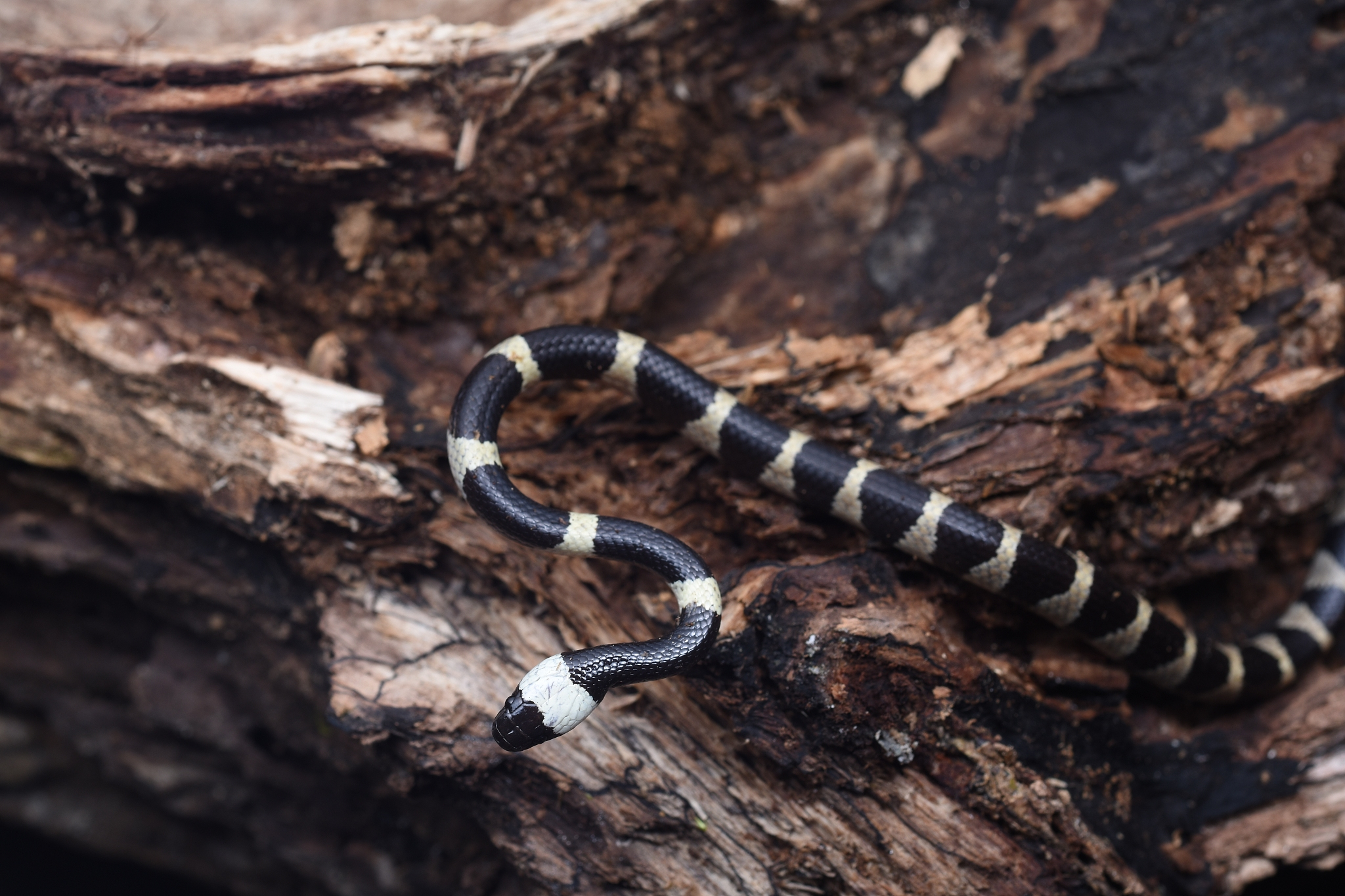 银环蛇是国家二级保护动物,栖息地主要是水边,沼泽地和竹林.