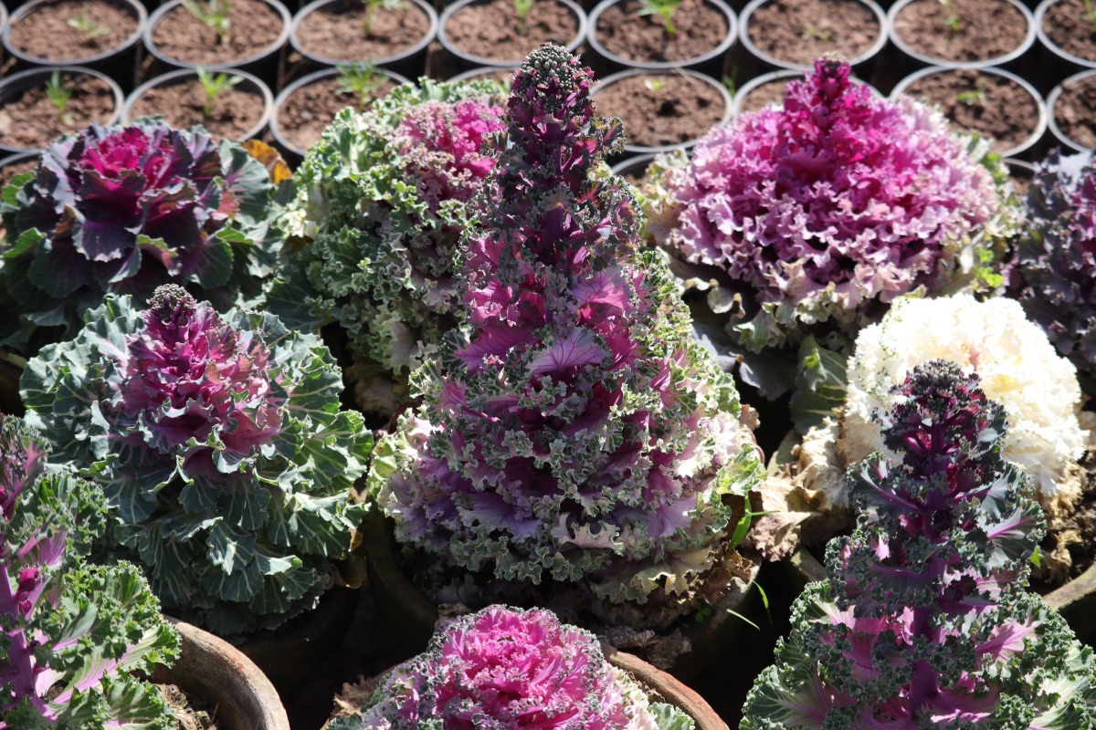 羽衣甘蓝老桩修剪是园艺爱.@农艺师爱种菜养花的动态