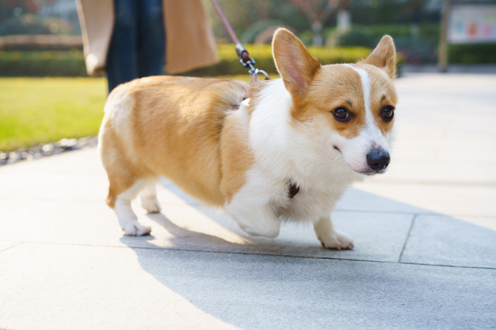 大柯基犬图片