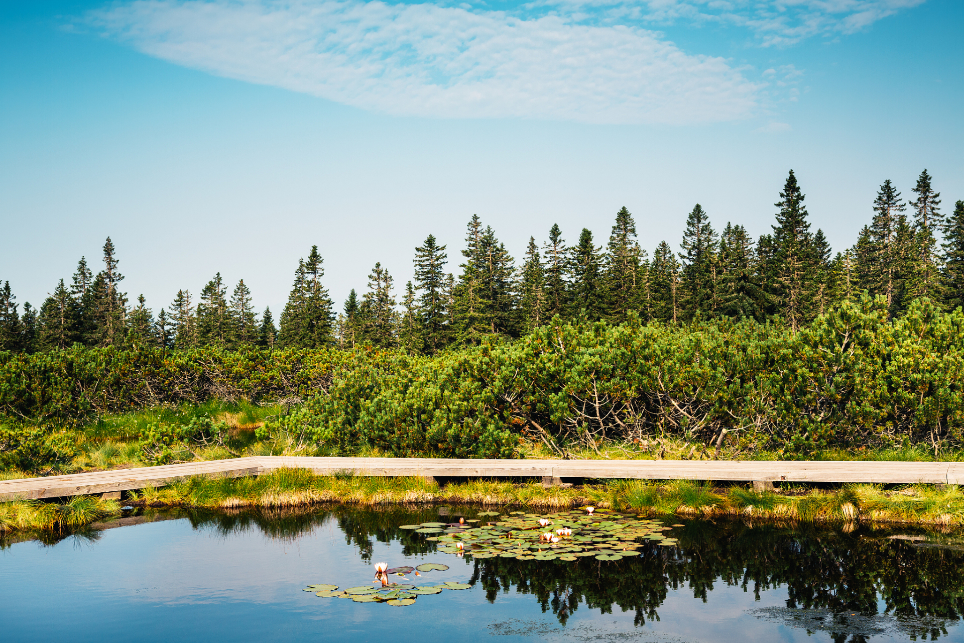 上海东平国家森林公园,坐落在上海崇明岛的中北部,总面积达到3.