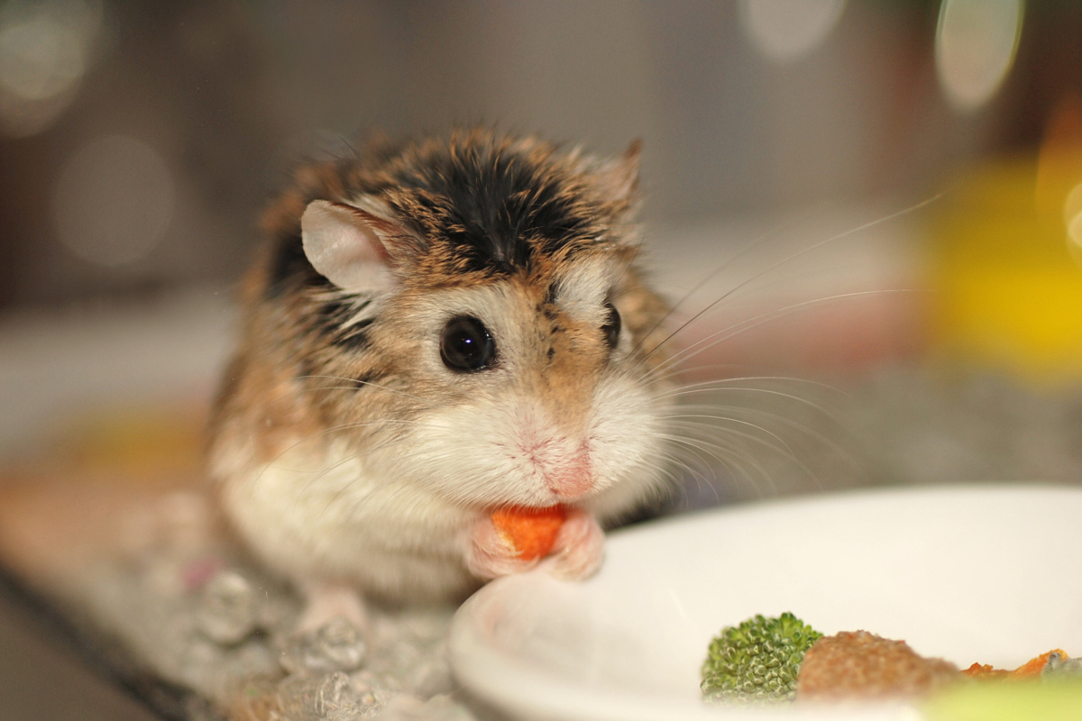 仓鼠是否需接种疫苗?许多饲主心里没底!