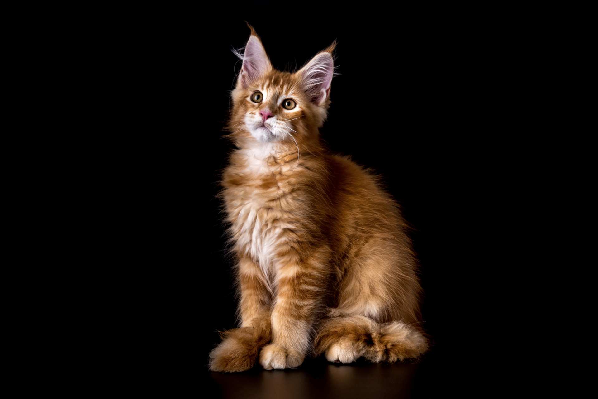 常见的黑色猫品种有英国短毛猫,苏格兰折耳猫和阿比西尼亚猫.