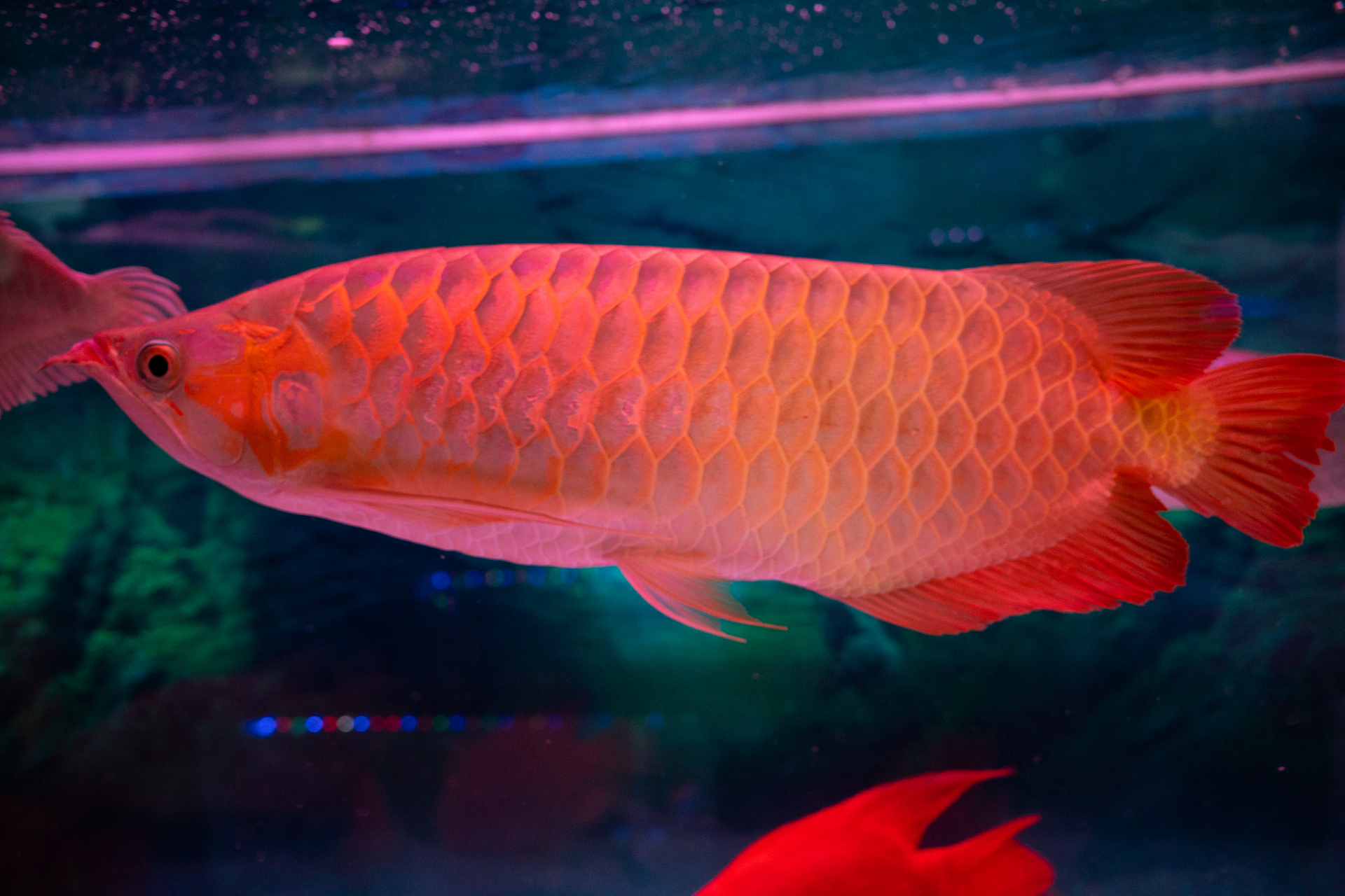 红龙鱼是受欢迎的观赏鱼,原产于印尼,身体圆筒形,体色粉红或深红,鳞片