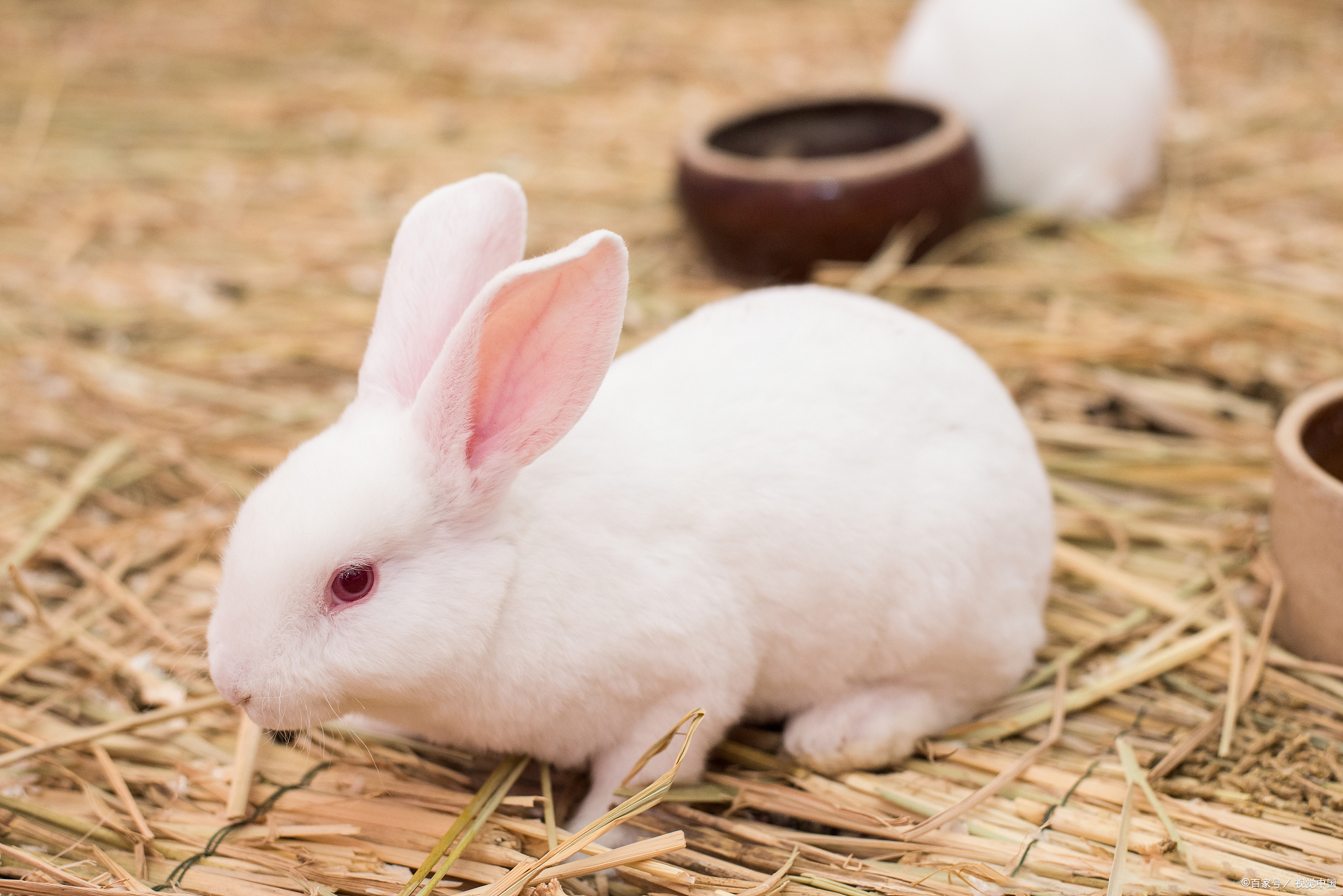 兔姐说物——小白兔