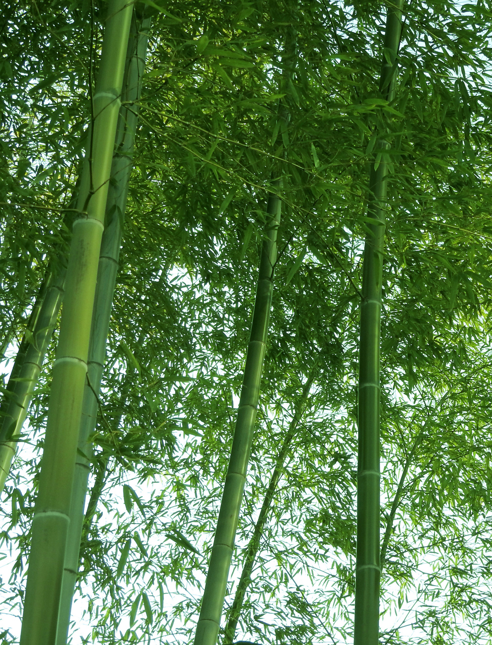 从生物学的角度来看,竹子更符合草本植物的特征,因为它们的生长习性
