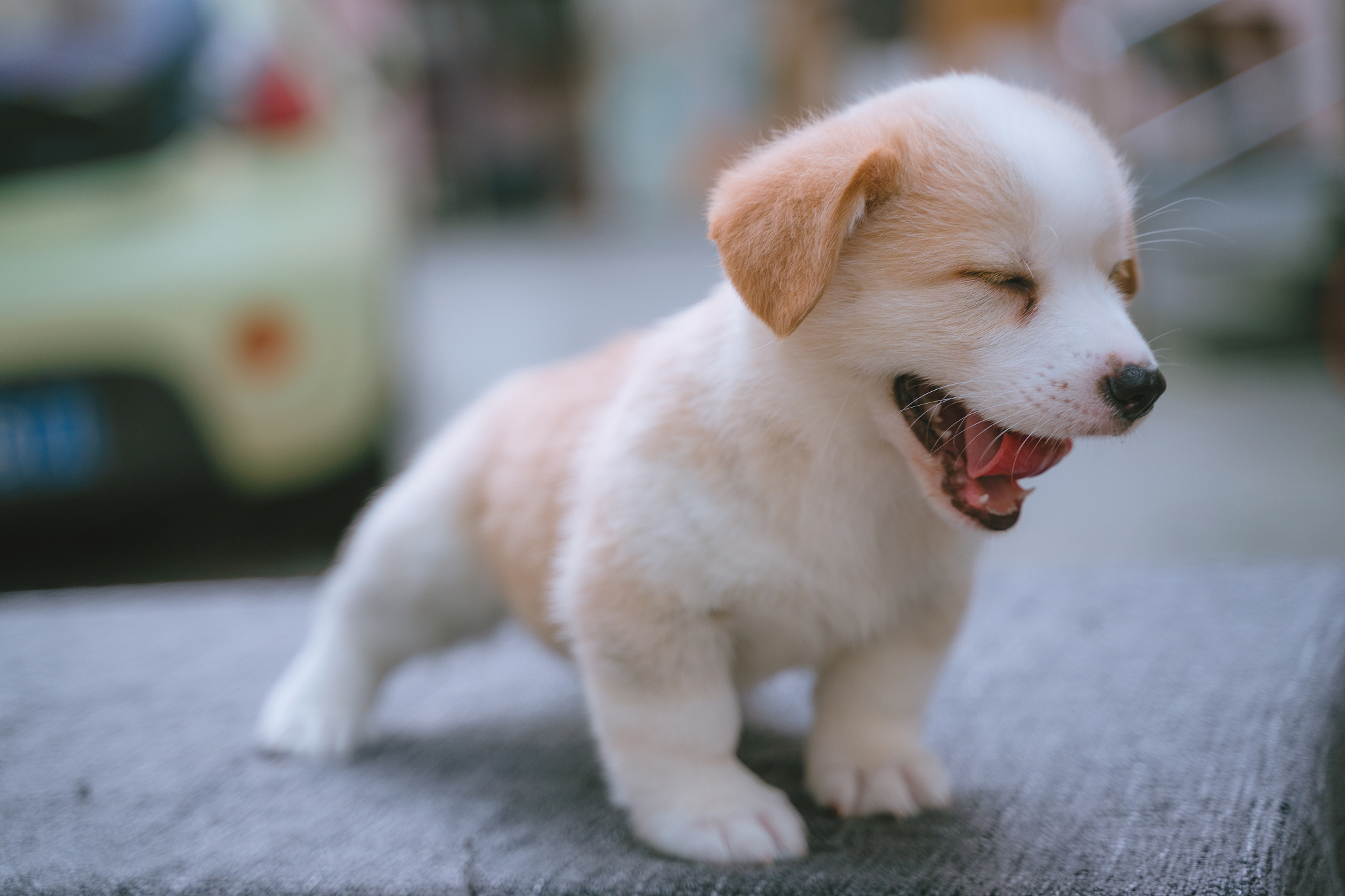 电脑壁纸萌宠狗狗图片