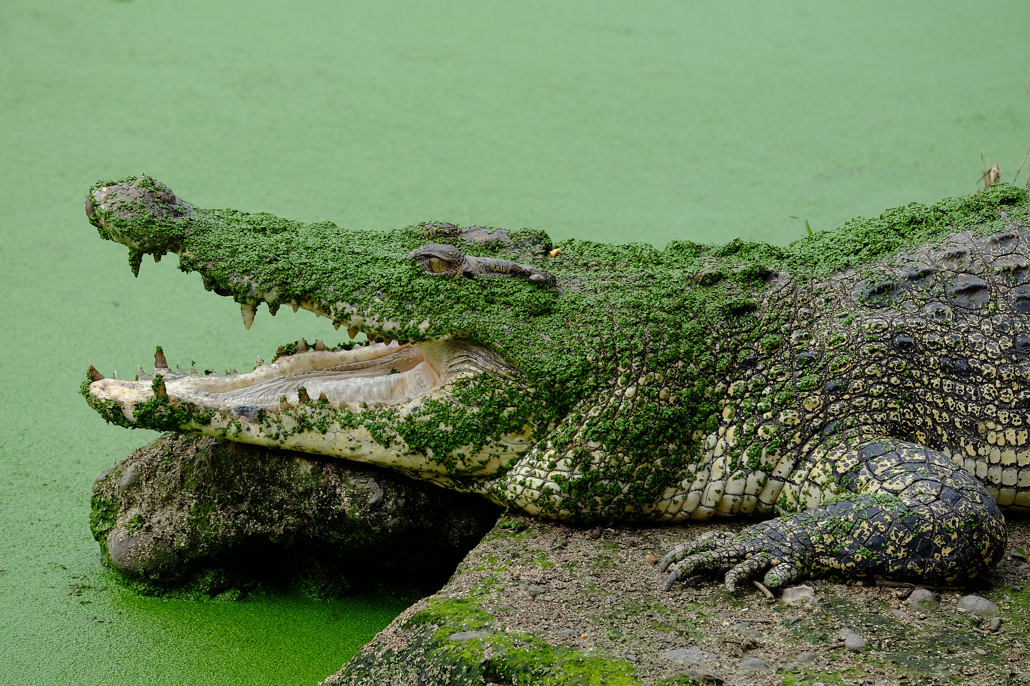 若在沙漠中遇到这一"动物"的尸体,切记不要去碰