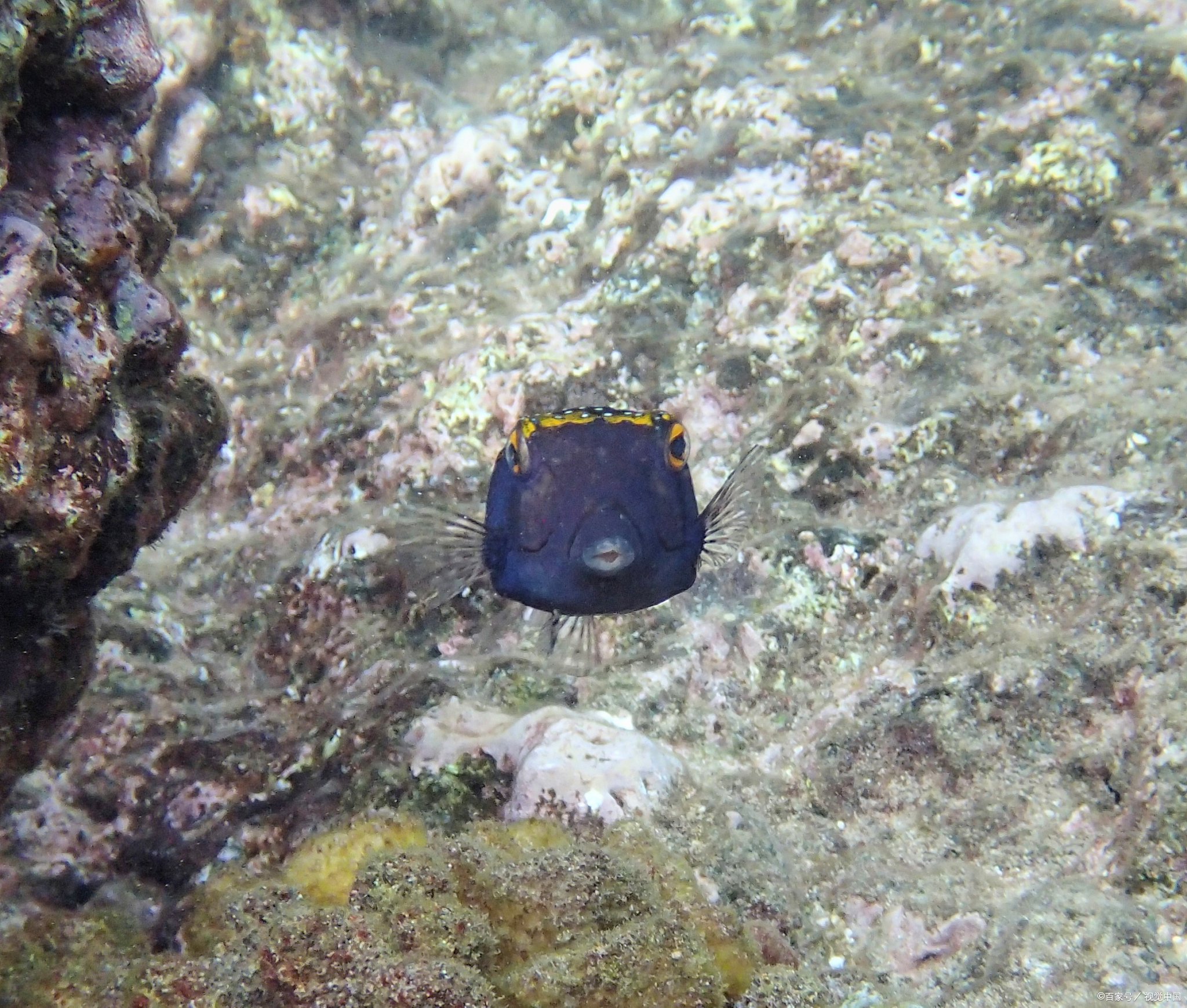 梅子湖底栖动物,生态系统指示物种,环境监测超重要!