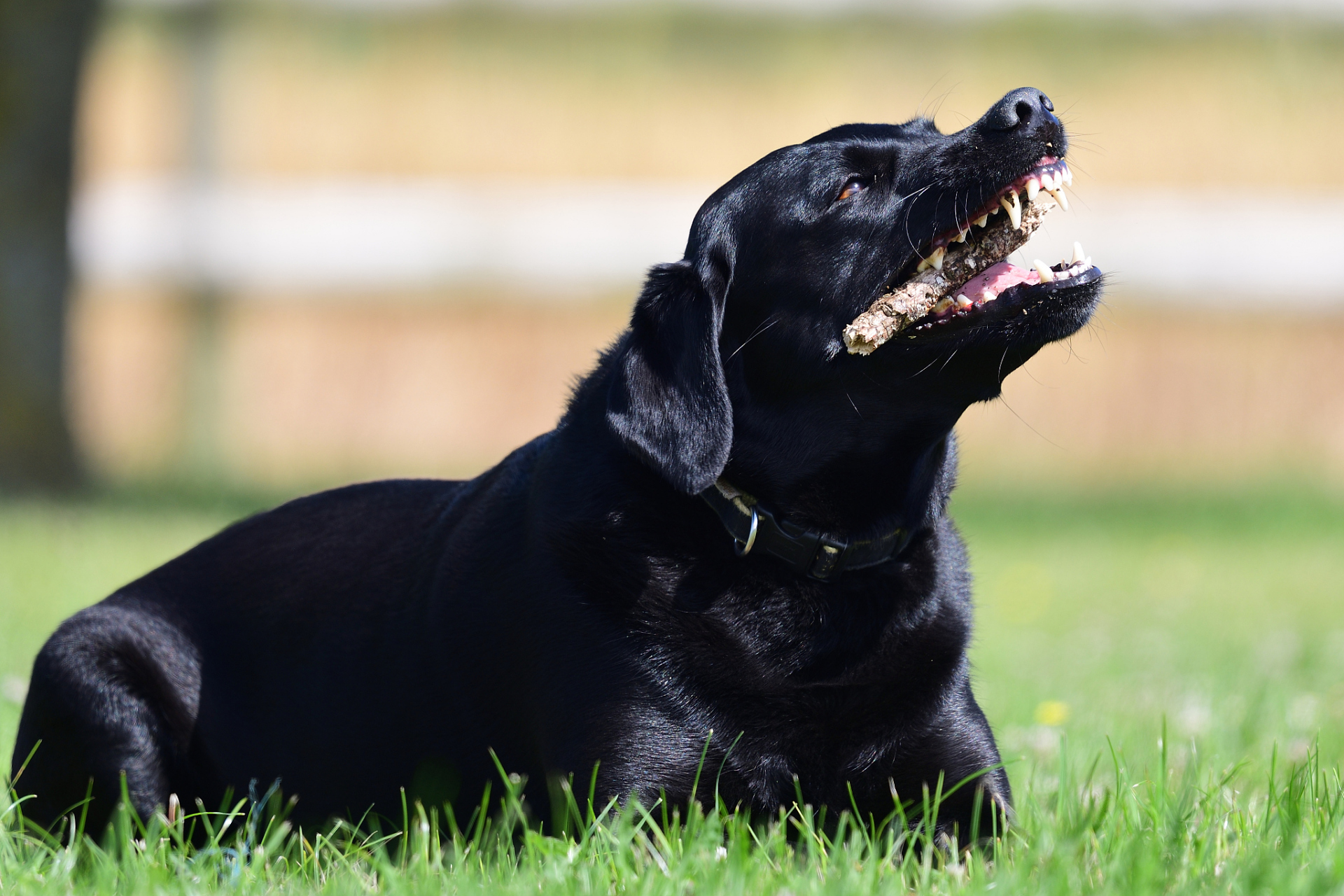拉布拉多犬:拉布拉多犬是一种中大型犬种,其毛色包括黑色,巧克力色和