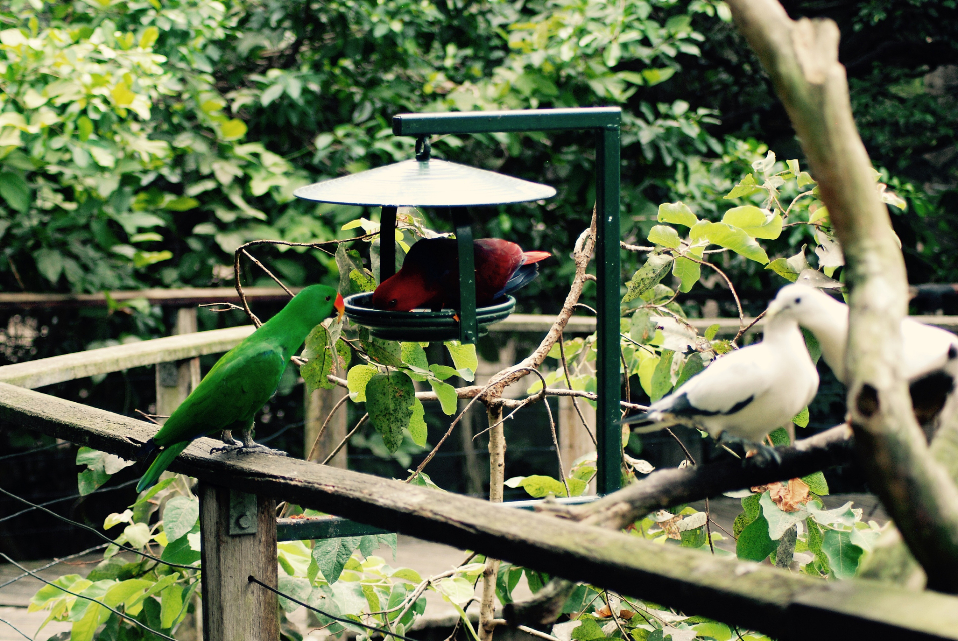武汉东湖飞鸟世界(原"东湖鸟语林")位于风景秀丽的武汉市东湖风景名胜